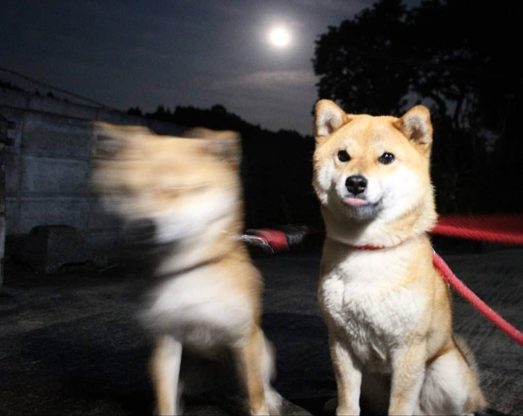 柴犬たま Shibainu Tamaさんのインスタグラム写真 - (柴犬たま Shibainu TamaInstagram)「立ち止まらない女、それがミケ * Caption trans🇬🇧 Meekeh will not stop. * #柴犬たま #たママ #たま家族 #柴犬ミケ #一眼レフ #一眼レフカメラ #ストロベリームーン #strawberrymoon #満月 #fullmoon #たま空シリーズ #NG集 #残像 #スピードスター #ピンぼけ #ブレブレ #柴犬 #shiba #shibainu #shibastagram #犬 #dog #多頭飼い」6月18日 15時16分 - tama7653