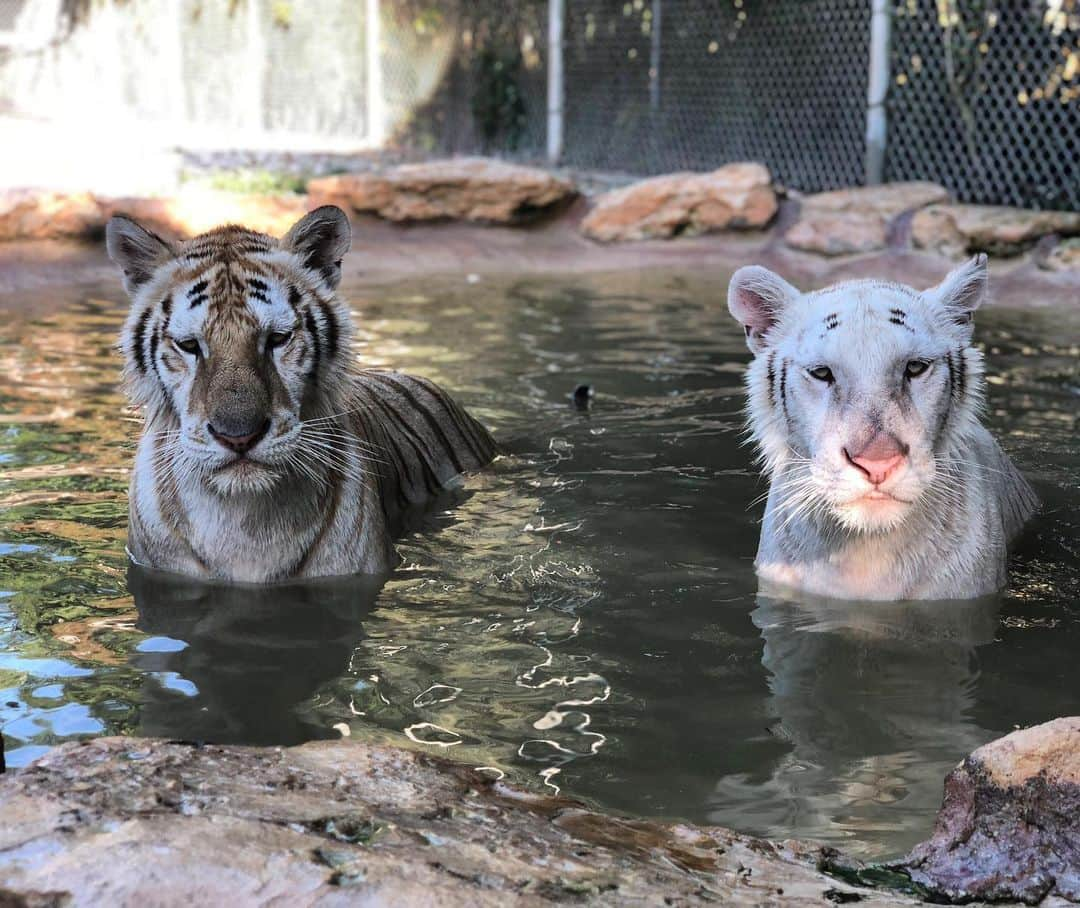 Zoological Wildlife Foundationさんのインスタグラム写真 - (Zoological Wildlife FoundationInstagram)「You’d think they posed for this photo😊❤️🐾 .  #lion #tiger #cub #bengal #endangeredspecies #conservation #zwfmiami #zwf #notpets #enrichment」6月19日 0時44分 - zwfmiami