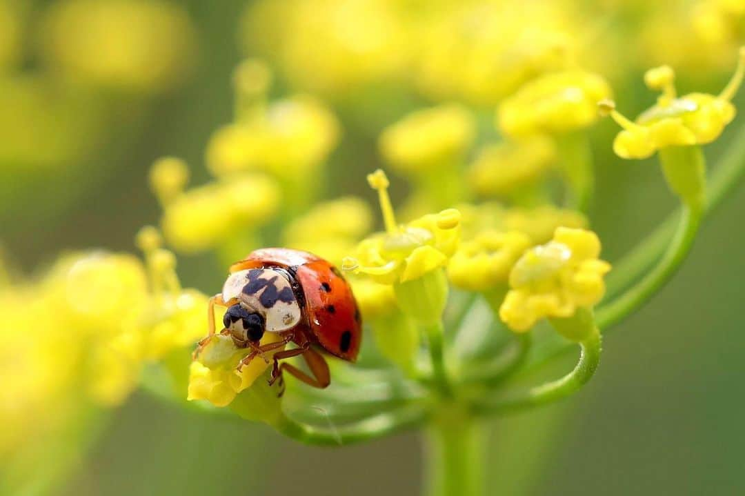 CANON USAさんのインスタグラム写真 - (CANON USAInstagram)「"Macro photography can always bring you to a different world. It makes you look closer and notice details you have never seen before. A small glimpse into a tiny world happening right under our noses." Photo Credit: @ryanduranphotos  Camera: Canon EOS R Lens: EF 100mm f/2.8 Macro USM Aperture: f/5.6 ISO: 640 Shutter Speed: 1/800  #canon #teamcanon #canonusa #eosr #macro @bestbuy」6月19日 0時58分 - canonusa