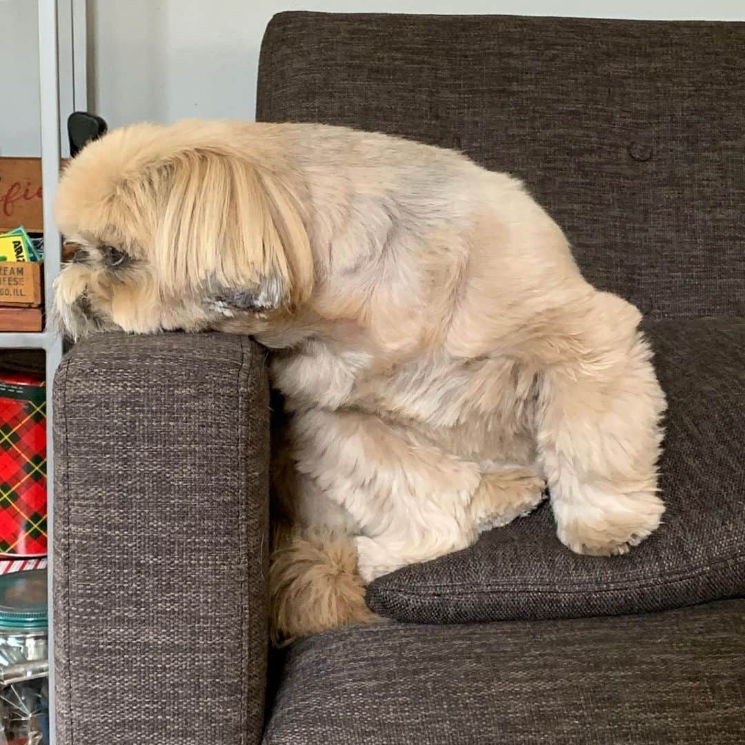 Dougie the Shih Tzuさんのインスタグラム写真 - (Dougie the Shih TzuInstagram)「Fluffy pupper lump.」6月19日 1時08分 - dailydougie