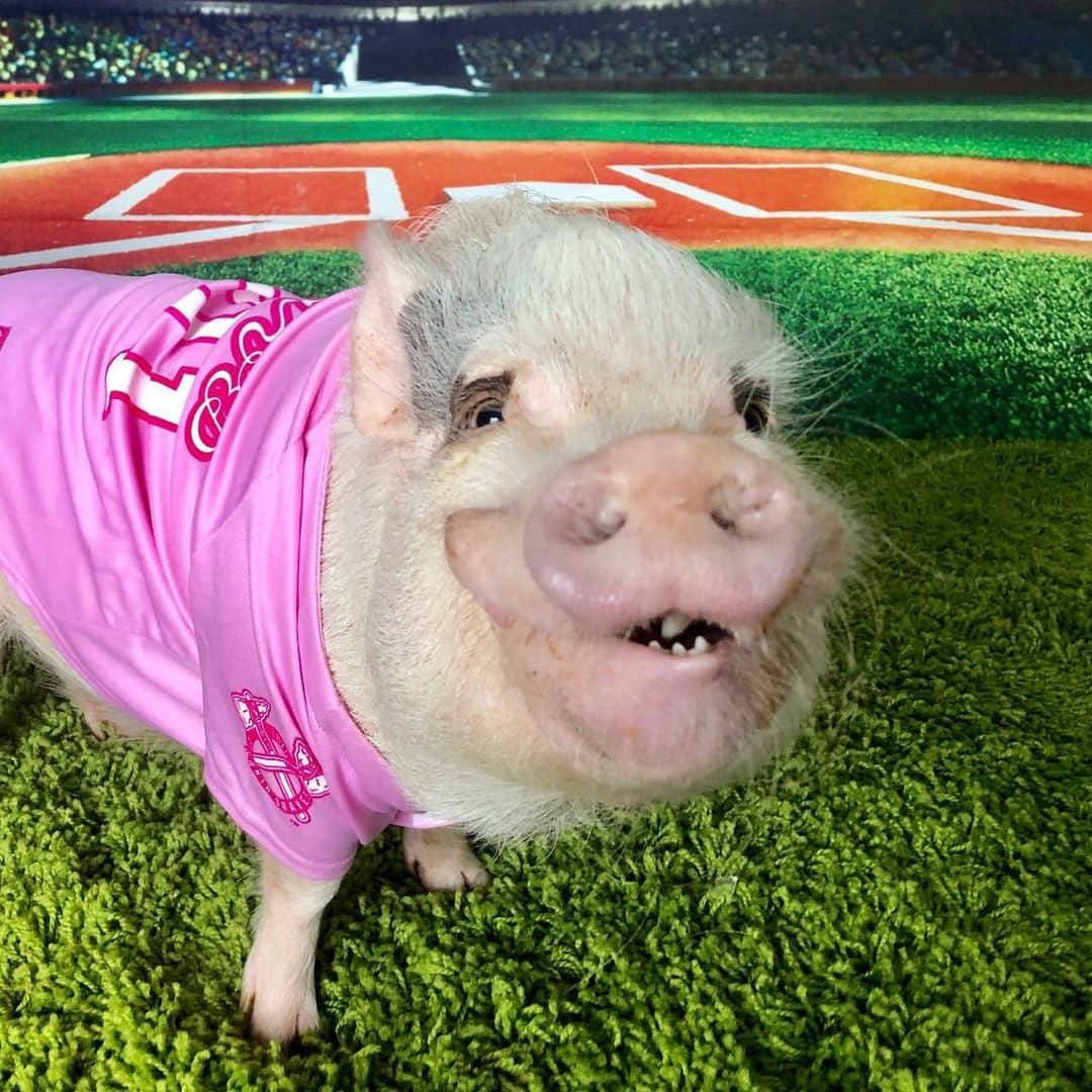 Priscilla and Poppletonさんのインスタグラム写真 - (Priscilla and PoppletonInstagram)「Guess what Silly Pop just said his favorite position to play in baseball is?🐷💕⚾️ . “Shortslop” #Popsgotjokes .  Reminder...We we heading to Atlanta this weekend for @sparklesthediva’s birthday party benefiting @prissyandpops_helpinghooves on Sunday @sportssocialatl from 5-7pm.  Everyone is invited and it’s a FREE event. Click the link in our bio for more info. Also, several of you have asked how to show your support if you are unable to attend, so Pop and I are doing a PIGTATIC raffle basket just for you. Go to the recent post on @prissyandpops_helpinghooves for all the details if you would like more info on how to enter. We appreciate all of your support and also Sparkles for hosting this wonderful event to bring more awareness to our rescue. Go follow our cute friend if you don’t already!🐷💕🐶#sillypop #sparklesthediva #atlantabraves #PrissyandPop」6月19日 1時08分 - prissy_pig