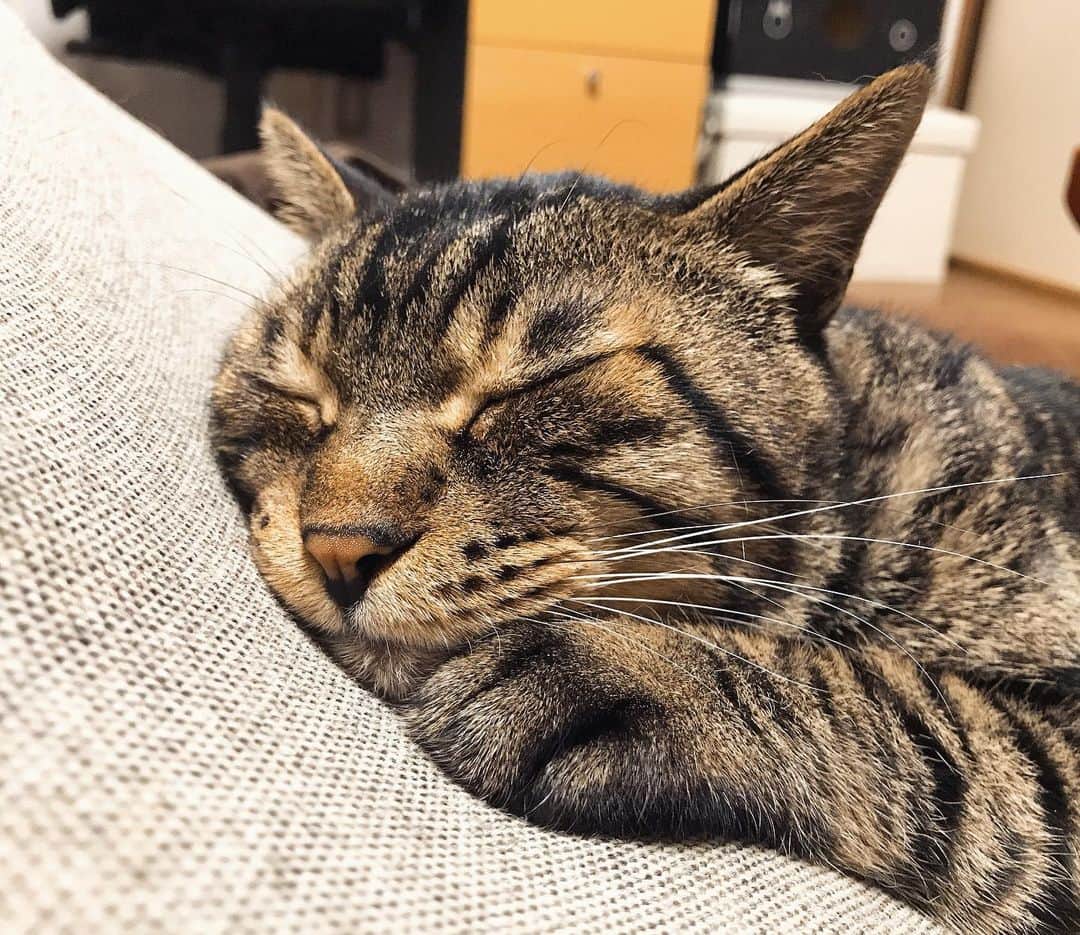 Musashiさんのインスタグラム写真 - (MusashiInstagram)「夜ムサシ。左手はそえるだけ。おやすみなさい。Nighty night... #musashi #mck #cat #キジトラ #ムサシさん #musashi_the_cat #ねこすたぐらむ」6月19日 1時16分 - _daisy