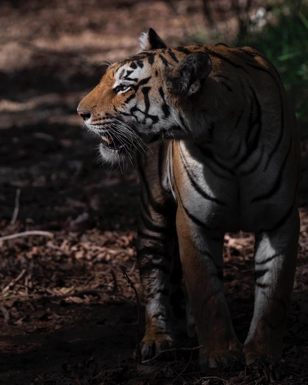 Discoveryさんのインスタグラム写真 - (DiscoveryInstagram)「“The striped fur of a tiger enables her to hide; secretly lingering behind the yellow or darkened grasslands of Asia.” 📸 + caption by Ankit Bansod (@ankit.bansod13) . . . . . #TigerTuesday #instanature #nature #naturephotography #wildlifephotography #ProjectCAT #bigcats #tigers #Kanha #CAT #wow #stripes」6月19日 1時45分 - discovery