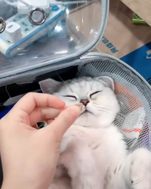 Aww Clubのインスタグラム