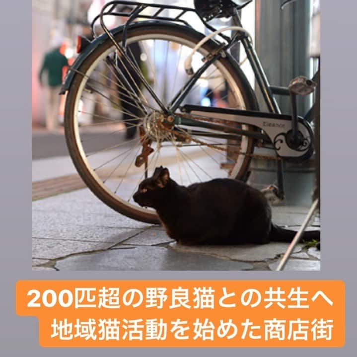 sippoさんのインスタグラム写真 - (sippoInstagram)「200匹以上の野良猫がいるといわれる宮崎市の歓楽街「ニシタチ」。 ・ 野良猫は、衛生上の問題などから長く厄介者扱いだったといいます。 ・ 地元商店街は、ボランティアの力を借り、地域猫として共生していく取り組みをはじめました。 ・ ・ 記事は、ストーリーズのリンク、またはプロフィールのサイトリンクから新着情報をご覧いただくか、こちらのURLからどうぞ→ https://sippo.asahi.com/article/12437038 ・ #sippo #ニシタチ #地域猫」6月18日 17時35分 - sippo_official