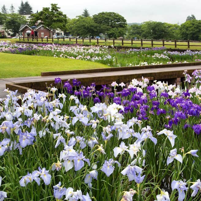 福島県さんのインスタグラム写真 - (福島県Instagram)「来て！ 第16回鏡石あやめ祭り　 鏡石町の鳥見山公園で6月中旬から下旬にかけ、約70種4万株の色とりどりのあやめが見頃を迎えます。あやめ祭りは6月23日（日）。スタンプラリーなども開催されます。 #鏡石町 #鳥見山公園 #あやめ #福島 #ふくしま #ふくしまからはじめよう #来て #fukushima #futurefromfukushima #japantrip #fukushimatrip #art_of_japan #instagramjapan #japan_of_insta  #insta_fukushima  #special_spot_」6月18日 17時37分 - realize_fukushima