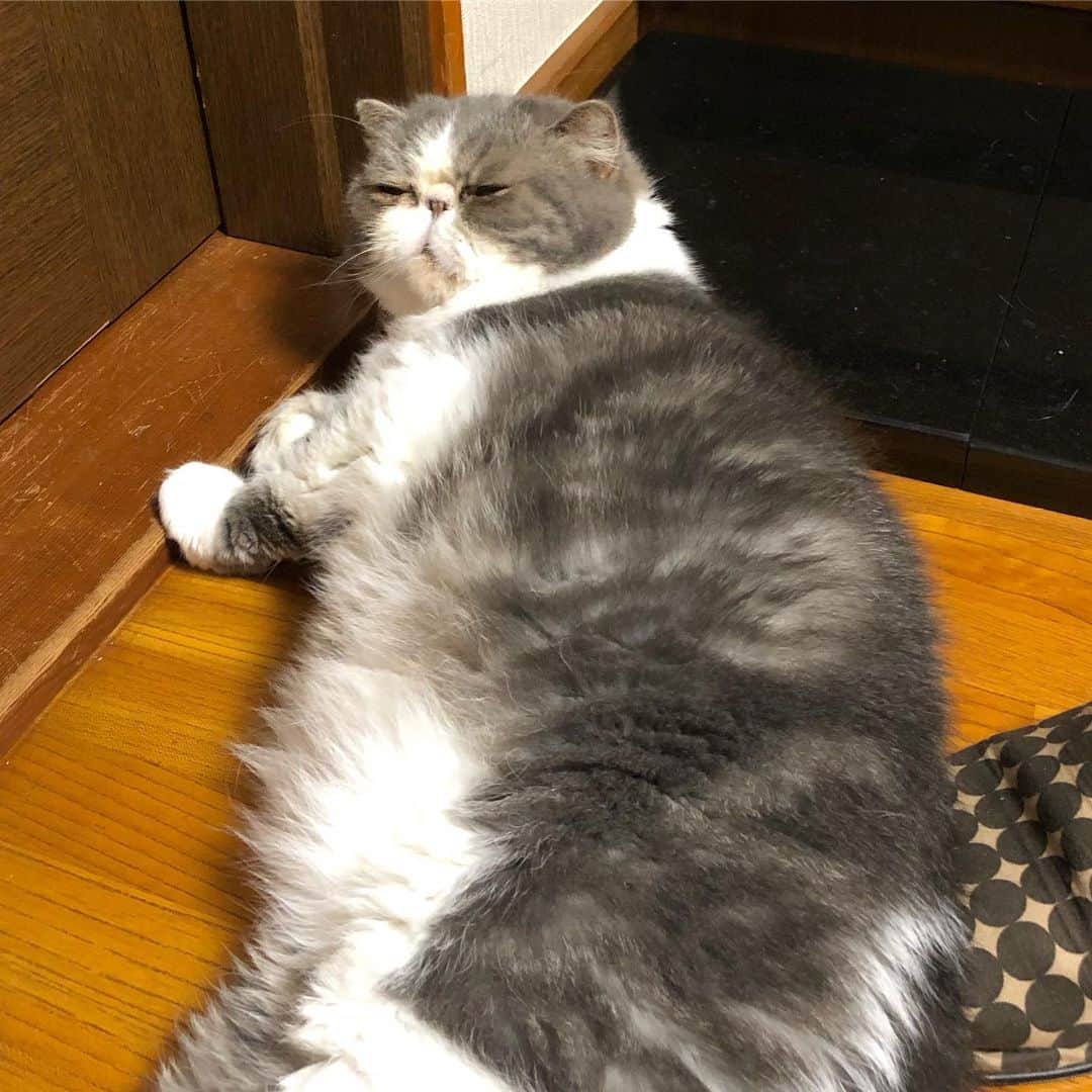 ムスカ(Muska)さんのインスタグラム写真 - (ムスカ(Muska)Instagram)「〝長靴を履いた猫〟じゃなくて、〝ヤキイモになった猫〟🍠」6月18日 17時48分 - exotic_toshi