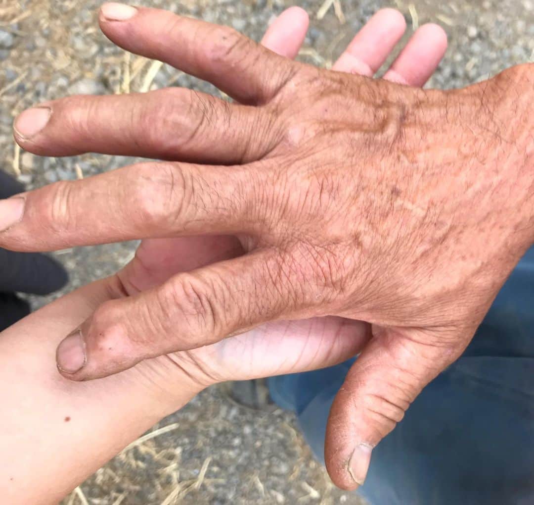 小谷あゆみのインスタグラム：「#農家の手 シリーズはじめます 農家の手に時々、え！？と二度見するぐらい驚くことがあります 手が大きいのである 何を握りしめて来たのか 農家の手は時に口よりも目よりも物語る 坂戸市 亀田牧場  亀田康好さんの手‼️ #酪農教育ファーム #農業と教育 #jaいるま野」