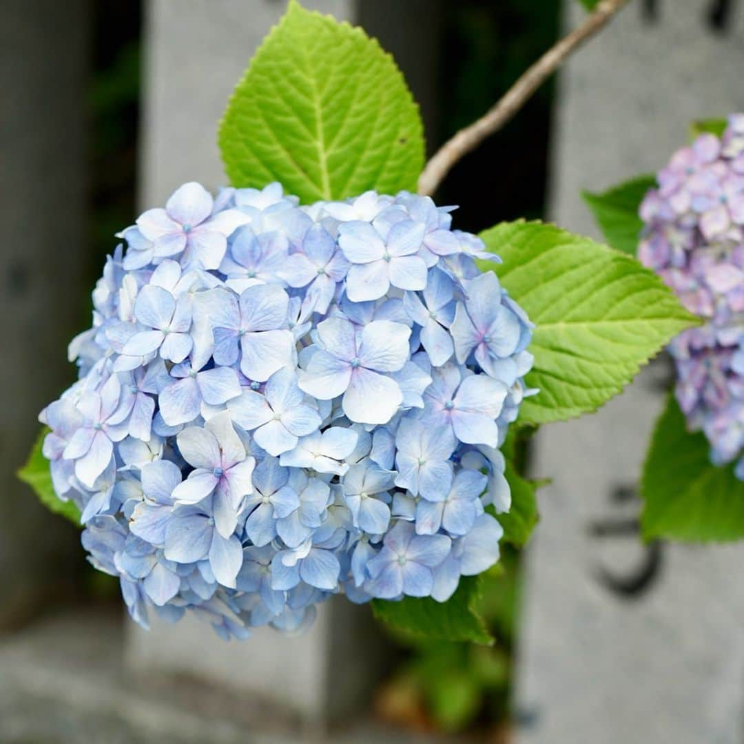 hirokoさんのインスタグラム写真 - (hirokoInstagram)「🌱2019.6.18（火） ✽.｡.:*・ﾟ #gastonluga ・ スウェーデン・ストックホルムから エレガントな北欧生まれのデザインバックパック #ガストンルーガ の紹介です ・ リュックと言うより... ショルダーストラップ付きのバック... 片肩に掛けておしゃれに持つ感じ〜 ・ 普段あまり荷物を持たない私には ちょうどいい大きさ 13インチのPCも入れられるパッド付きポケットもあるよ ↑これって私には要らないけど 学生にはあったら嬉しいんじゃないかな〜 ・ ・ 今ならガストンルーガお買い上げで 『マルチケース』無料プレゼント🎁 （2枚目） 送料無料ですよ〜 お得なクーポンコードも発行してます ・ ✔️15%offクーポンコード：hiropon15　(期限なし) 公式オンラインストアのみ有効 🖥 http://gastonluga.com ・ ・ とってもおしゃれなバックパックです 他にも素敵なデザイン・カラーが揃ってます 「気になる...」なんて思ったら ▶︎ @gastonluga チェックしてみて🤗 ・ ・ ・ 撮影：香川県 萩の丘公園・粟井神社（あじさいの宮） ▫️--------------------end--------------------▫️ #GastonLuga #ガストンルーガ #バックパック #デザインバッグ #リュック #ファッション」6月18日 17時56分 - hiropon0201