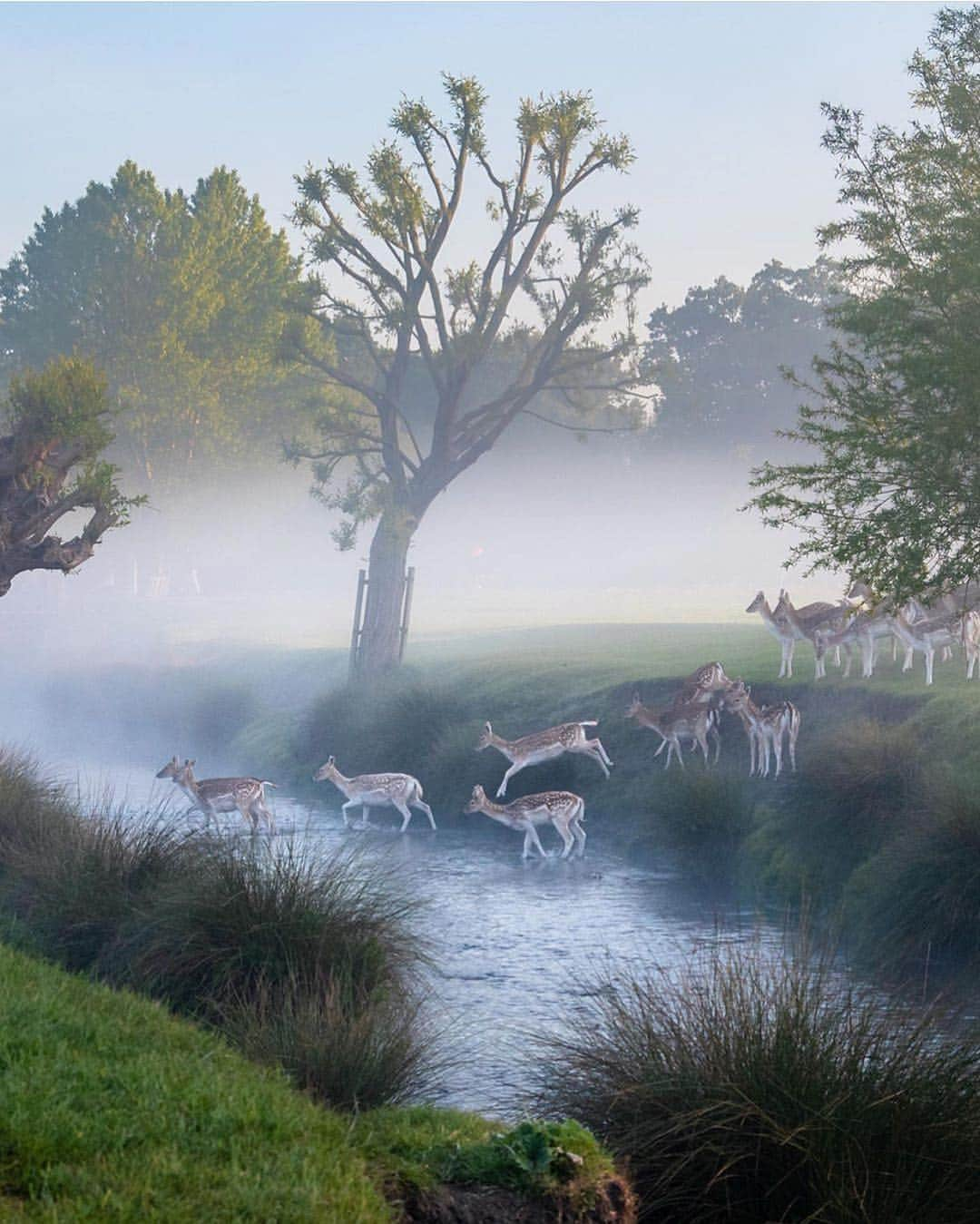 @LONDON | TAG #THISISLONDONさんのインスタグラム写真 - (@LONDON | TAG #THISISLONDONInstagram)「Is this the real life? Is this just fantasy?! (name that tune!) 🙏🏼 This is very real. This is #Richmond in its finest hour. Captured wonderfully by @cathgothardphotography 🦌❤️🦌 // #thisislondon #london」6月18日 18時00分 - london