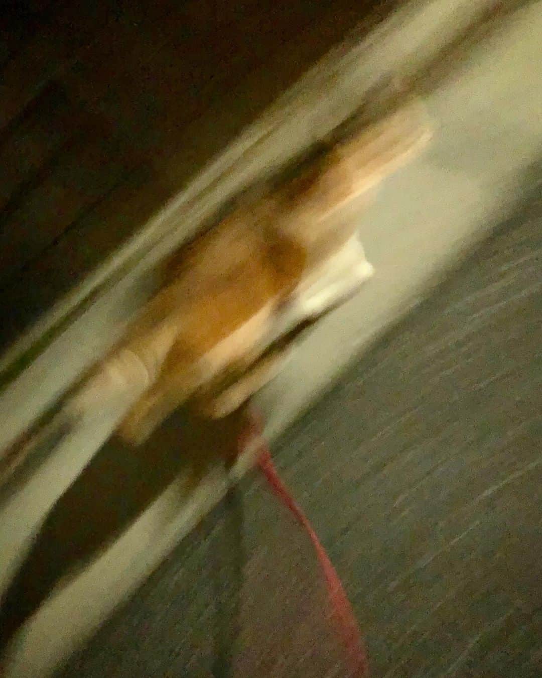 山田稔明さんのインスタグラム写真 - (山田稔明Instagram)「昨晩、チミ猫の満月散歩。いい季節になってきて雨が降っても外に出たがって困る。猫の犬化が懸念される…。 #ポチ実 #三毛猫」6月18日 18時11分 - toshiakiyamada