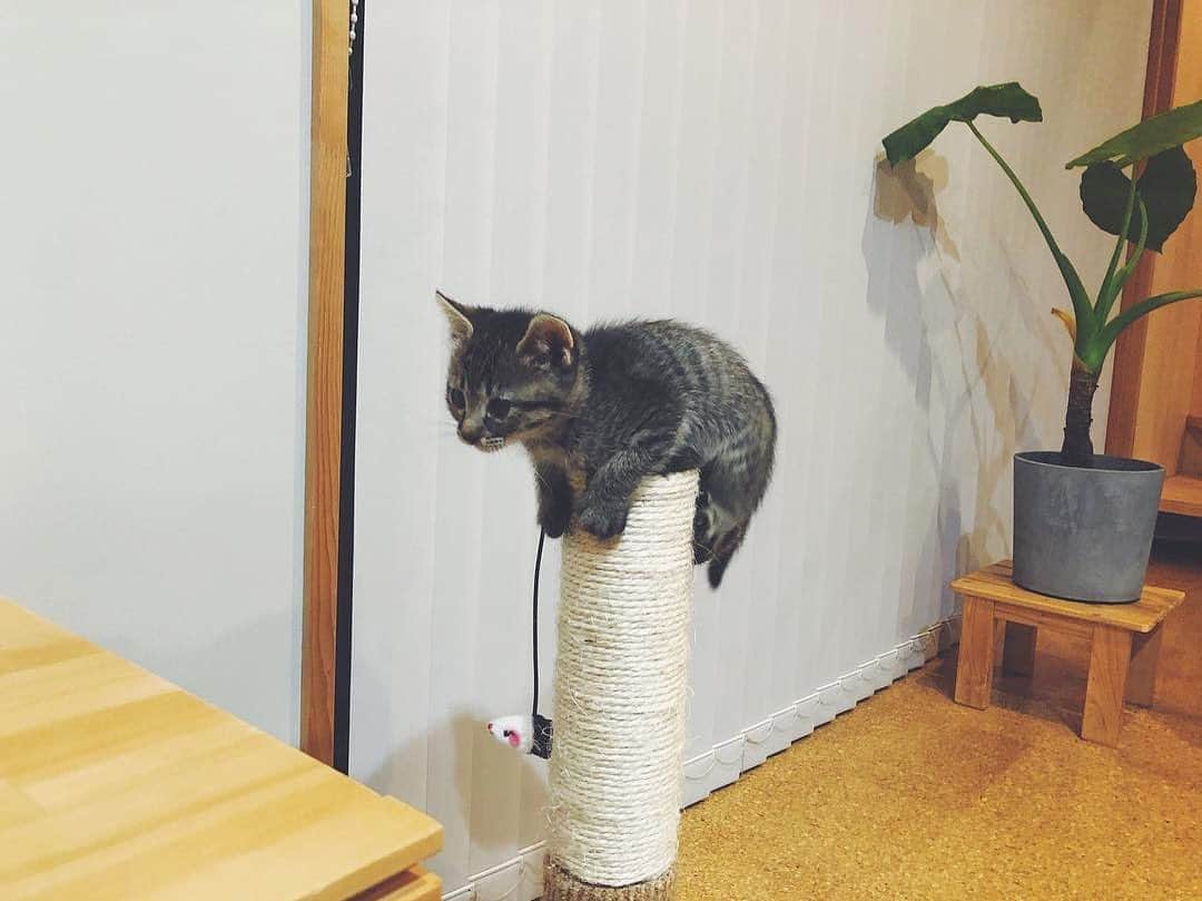 PECOねこ部のインスタグラム