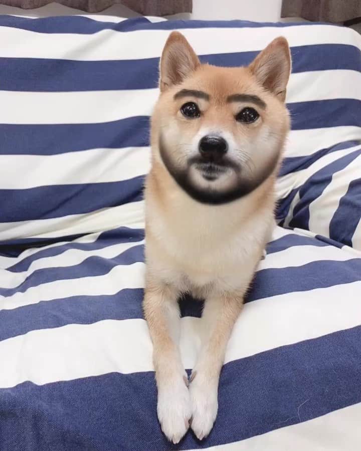豆柴 サニーちゃんのインスタグラム