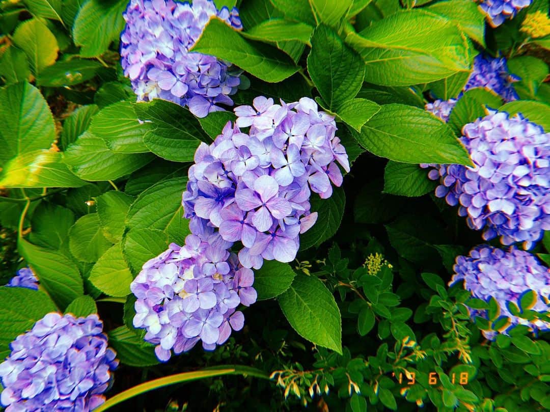 北原里英さんのインスタグラム写真 - (北原里英Instagram)「梅雨の合間に お天気がいいと 嬉しいですよね🐌 梅雨は嫌いだけど 紫陽花は好きです。」6月18日 18時21分 - rie_kitahara_3