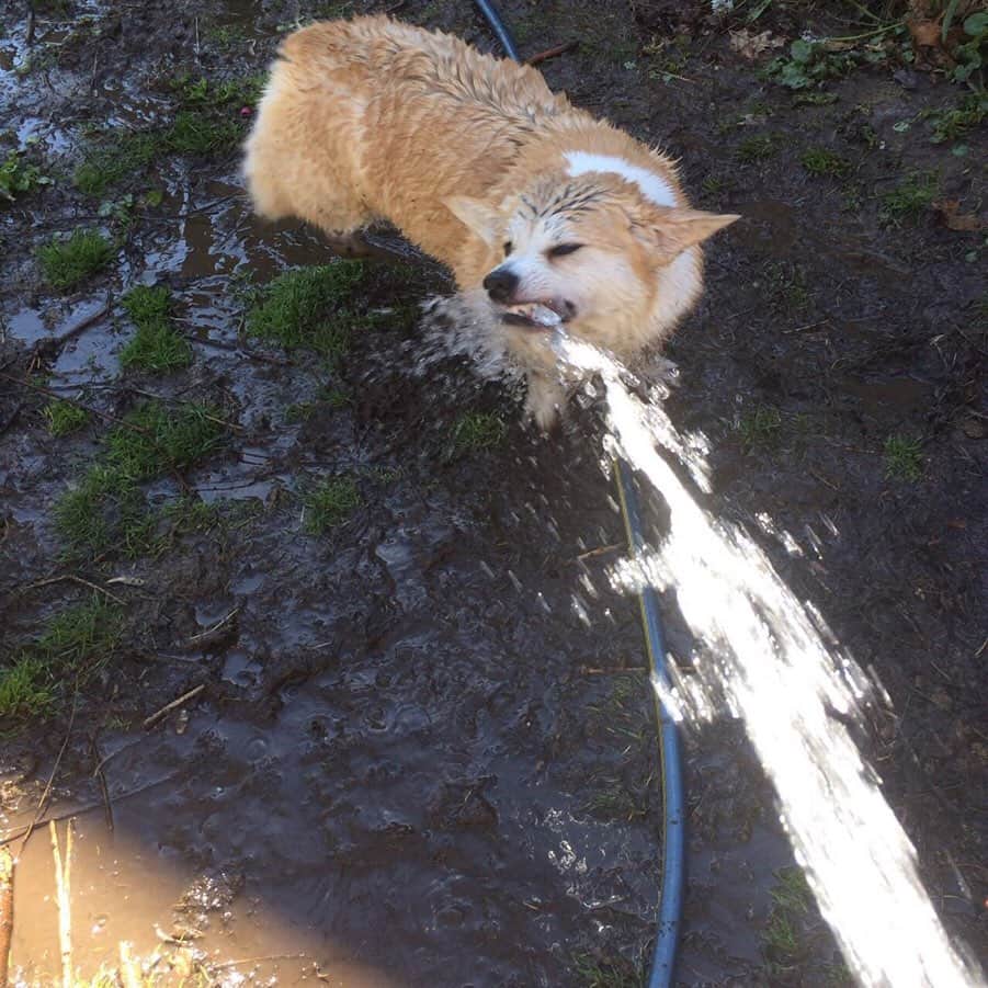 9GAGさんのインスタグラム写真 - (9GAGInstagram)「“You’re going to pay for this” @barked #corgi #water」6月18日 18時30分 - 9gag