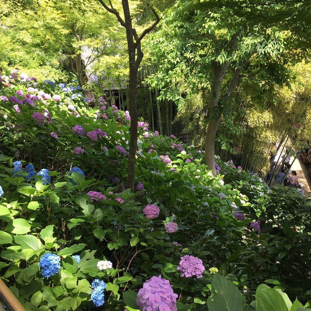 平川彩佳さんのインスタグラム写真 - (平川彩佳Instagram)「. 念願の長谷寺の紫陽花を鑑賞しに、 鎌倉へ‼︎ . 平日の午前中に行ったのに あまりの混雑具合に腰を抜かしました。 あじさい路は、 まるでライブ会場並みの人混み。 ぎゅうぎゅう詰めの小道を 牛歩のごとく進み、 およそ500mの道のりにかかった時間は 45分ほど。 これでも、休日に比べたら 空いていると言うので驚きです。 . ただ、とても綺麗なので、 平日の朝イチに行ってみてください笑」6月18日 18時39分 - hirakawa_ayaka