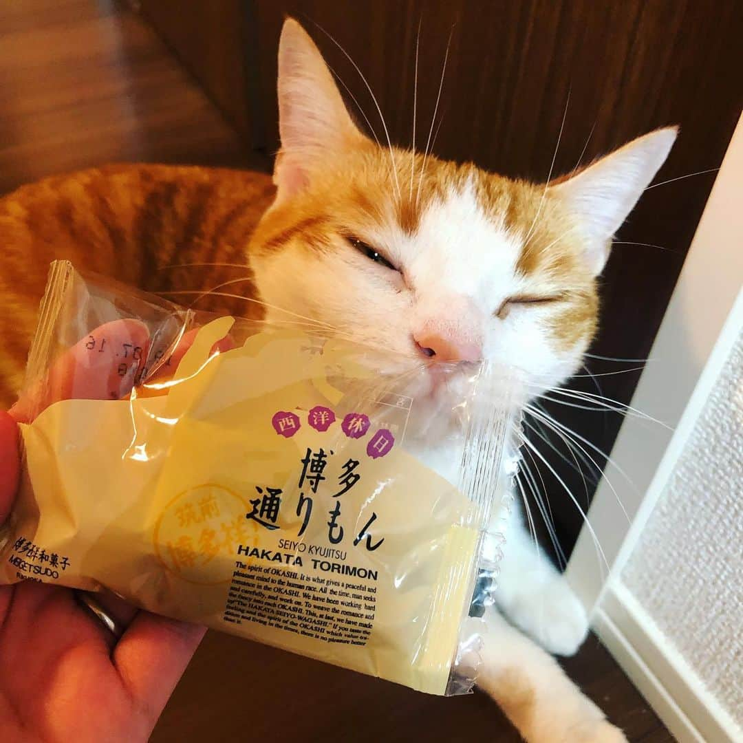 はなぼくろきなこさんのインスタグラム写真 - (はなぼくろきなこInstagram)「お母さんが通りもんくれたと🥺💗 福岡なら割とどこでも売ってたのになぁ。 関東民になってからなかなか買えなくてかなしい。 . . . . . #きなちょのおうちのもーにゃん #博多通りもん #通りもんば食べんね」6月18日 19時00分 - hanabokurokinako