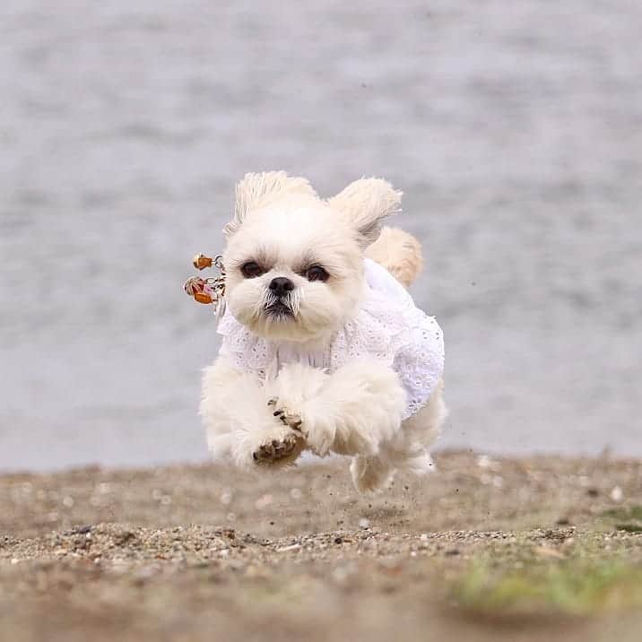 ?????HANA?????さんのインスタグラム写真 - (?????HANA?????Instagram)「🐶🌊🏃 私が住んでる埼玉県には✨ 海が無いから🌊 海に行くと走りたくなるザマス～🏃うお～ #飛行犬」6月18日 19時02分 - hana._.pan._.bell