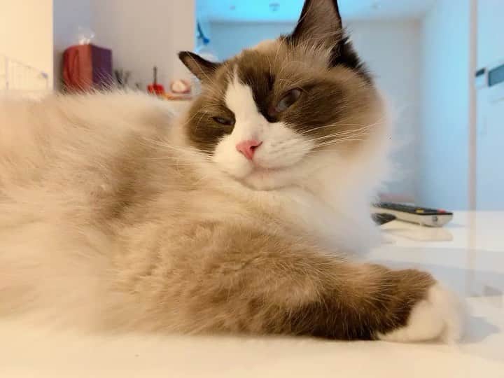 のインスタグラム：「なんでもない日常🌱 . こないだの月曜から夜更かしで “犬派より猫派の方が友達が少ない ” って言われてたけど気にしません🙄💭 . 何はともあれ、今週も栗東に向かってます！ 宝塚記念🏇の取材、楽しみ💓 . #うちのプリンセス  #ラグドールの女の子 #8ヶ月 #散らかっててすみません  #社交的かと聞かれるとうなづけない #時間のかかるタイプ #猫と一緒 #うるさい #猫のいる暮らし #幸せ」