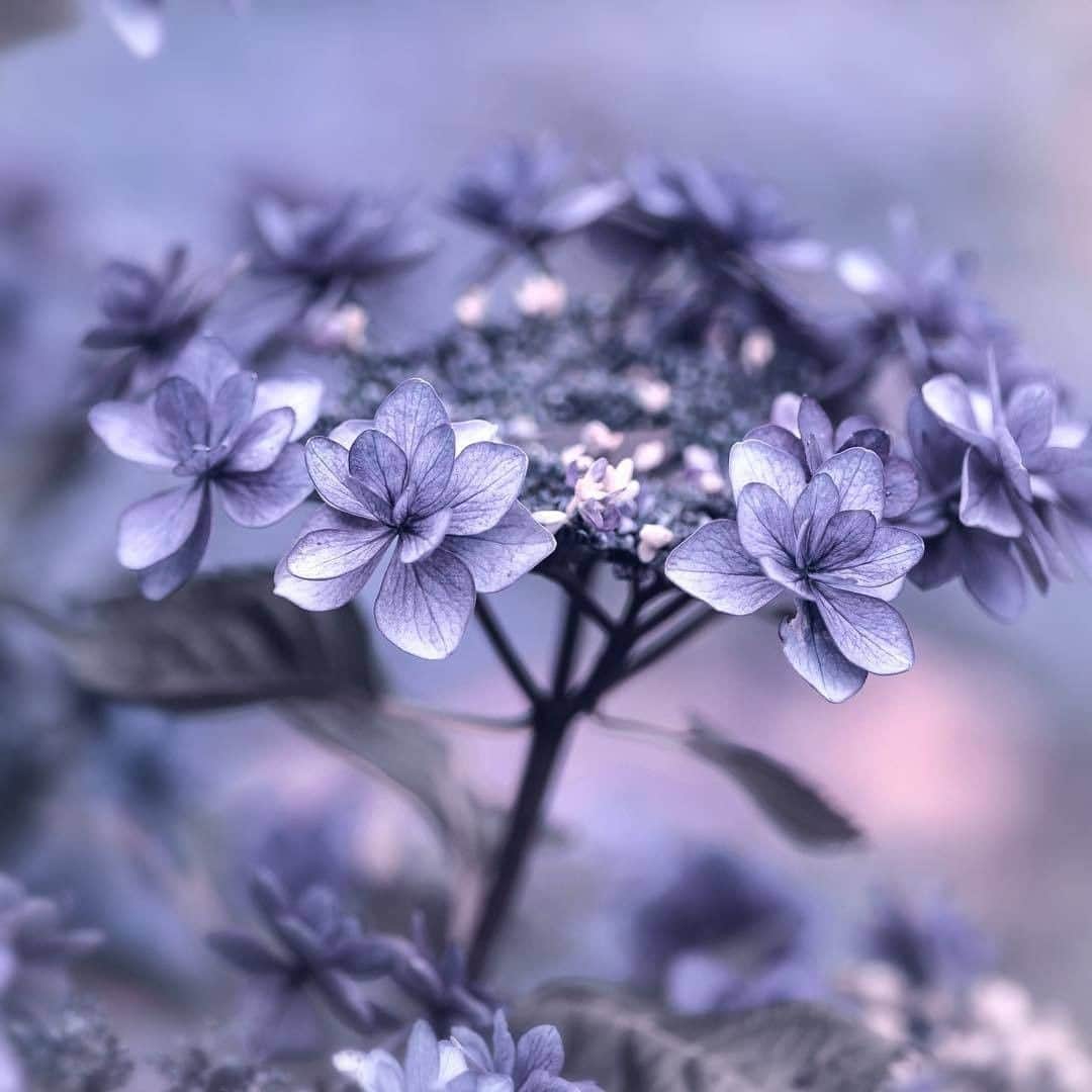 花の写真館のインスタグラム：「Photo by @hiko_takahashi.⠀ https://instagram.com/hiko_takahashi/⠀ .⠀ Original Post[投稿頂いたURL]⠀ https://www.instagram.com/p/BjuHJB5AYy3/⠀ .⠀ 本アカウントは、 #私の花の写真 をつけてInstagramに投稿された皆さまの花の写真や、「花の写真館」Facebookページで投稿された花の写真を紹介します。⠀ 「花の写真館」Facebookページは、「 @floral.photograph 」のプロフィールにあるURLからご覧ください。⠀ .⠀ #花の写真館 #floralphotograph #floralphoto #flower #flowers #富士フイルム #FUJIFILM⠀ Follow: @floral.photograph」