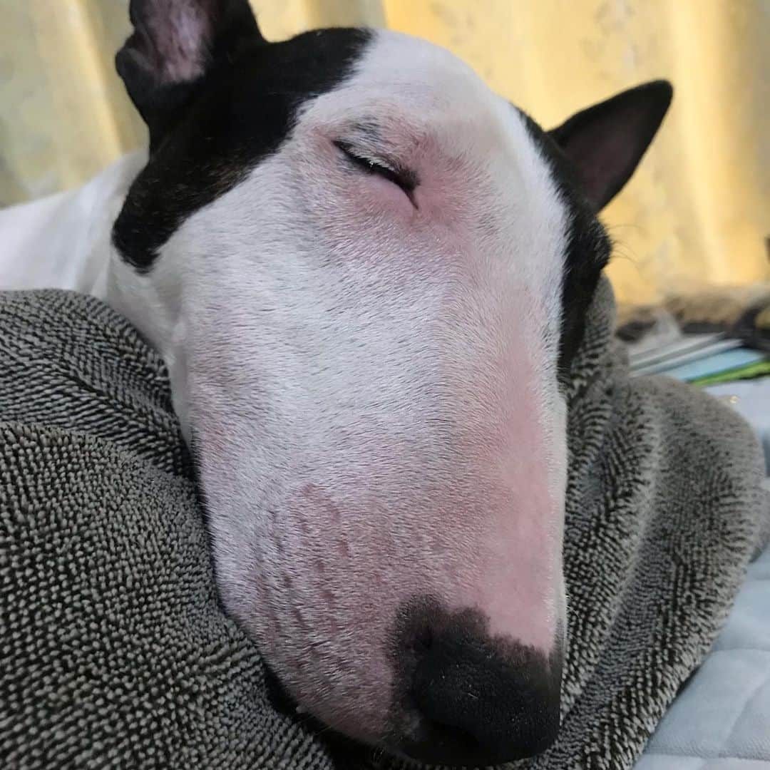 のインスタグラム：「#minituru#bull#terrier#minibullterrier#miniturubullterrier#dog#dogstagram#cute#qtaro#love#family#ミニチュア#ブルテリア#ミニチュアブルテリア#Q太郎」