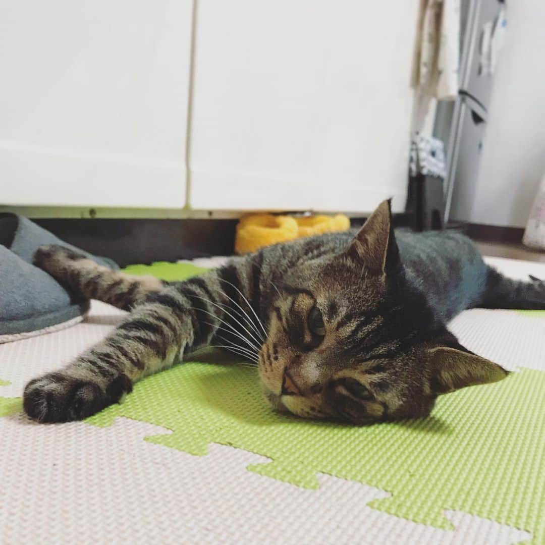 Musashiさんのインスタグラム写真 - (MusashiInstagram)「夕方ムサシさん。床ゴロン。Lie Down. #musashi #mck #cat #キジトラ #ムサシさん #ねこすたぐらむ #musashi_the_cat」6月18日 19時43分 - _daisy