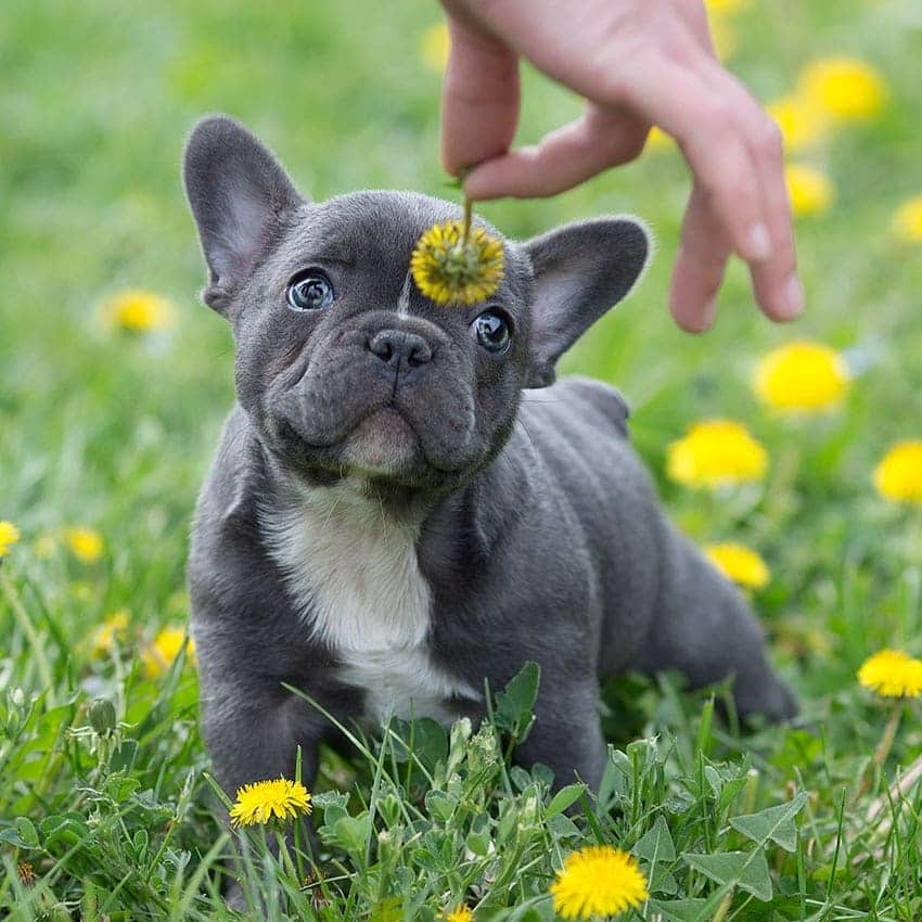 French Bulldogのインスタグラム