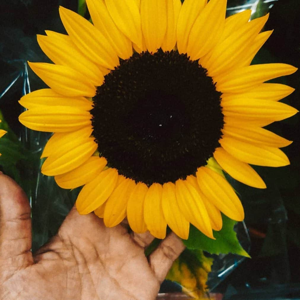 pomeloさんのインスタグラム写真 - (pomeloInstagram)「Pomelo Cover | Keep your face to the sunshine and you cannot see the shadows. It's what the sunflowers do. Let's see a group of flower photos from @pdpachu  Swipe left to see more!💓 Double tap if you love these pictures! 👇✨ Have a nice Tuesday!  #pomelocamera #pomeloapp #photographer #sunflower #photography #flower #sunshine #sun #bright #light #pomelocam #yellow﻿」6月18日 19時47分 - pomelocam