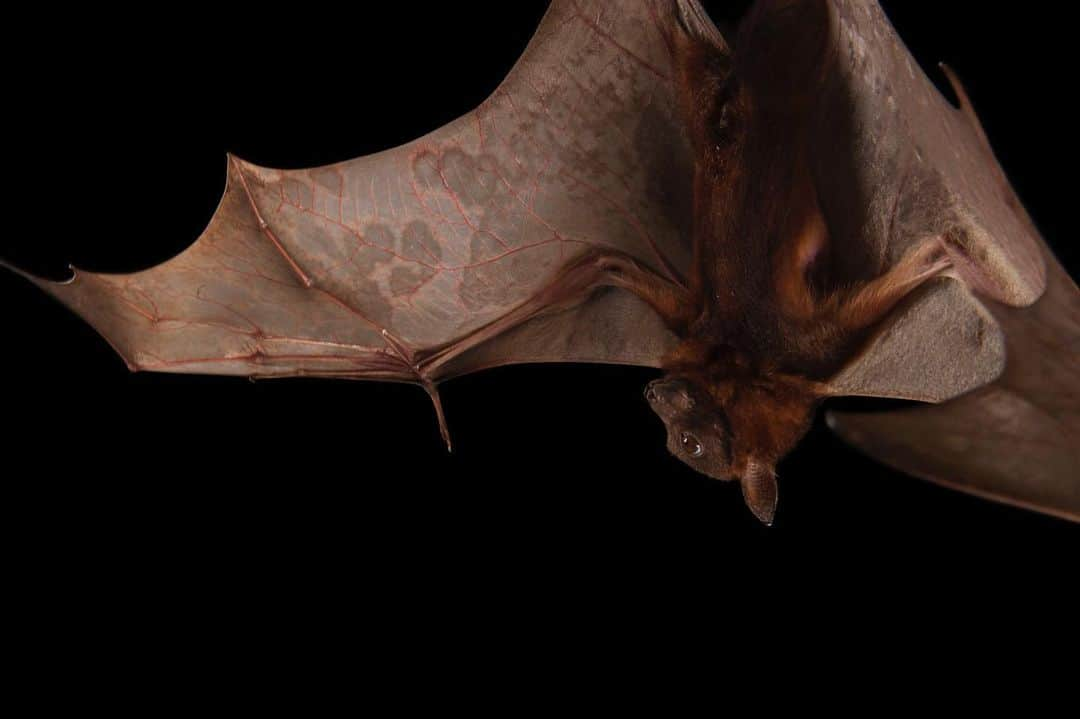 Joel Sartoreさんのインスタグラム写真 - (Joel SartoreInstagram)「We’re kicking off pollinator week with this little red flying fox @ausbatclinic. Found in trees near swamps, mangroves, and bamboo stands, this species can be seen resting during the day in huge groups that may include as many as a million individuals. Like bees and butterflies, red flying foxes are pollinators! These bats play a critical role in maintaining the health and reproduction of flowering tree species - especially eucalyptus trees which seem to be their favorite. While these bats remain relatively common, they are threatened by a loss of trees that produce the flowers and fruits they need to survive. This shortage has actually led to them being regarded as pests by some farmers because they will feed in commercial fruit orchards when other food sources run short. #pollinatorweek #flyingfox #bat #pollinator #wings #eucalyptus #Australia #photoark #savetogether」6月18日 20時12分 - joelsartore