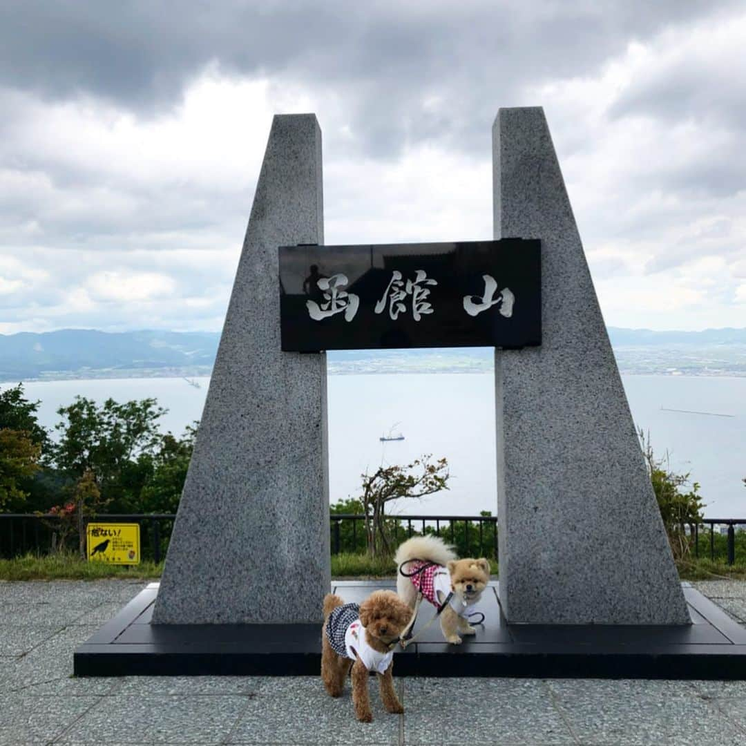 中野佑美さんのインスタグラム写真 - (中野佑美Instagram)「ココなっつお出かけ🚗💨 北海道 二日目 函館へGO🚗💨 五稜郭タワー(ワンコNG)→函館山→赤レンガ倉庫→ワンコ⭕️海鮮丼→函館 八幡坂→宿 洞爺湖温泉 #ゆとりろ洞爺湖  函館 朝市場にある #くいしんぼう はワンコと入店できますよう👍  八幡坂は函館のサンフランシスコ*･゜ﾟ･*:.｡..｡.:*･'素敵でしたよ〜  ちょっと 長距離ですが、北海道旅行の参考に🐶😊 #イヌトミィ_函館 #わんことお出かけ  #五稜郭タワー  #函館山  #函館赤レンガ倉庫  #八幡坂  #きょうのわんこ  #わんことお出かけ  #わんこと旅行  #わんこと北海道  #east_dog_japan  #といぷーどる  #ぽめらにあん  #ワンコ部  #休日いぬ部」6月18日 20時15分 - yumi.coconutsu