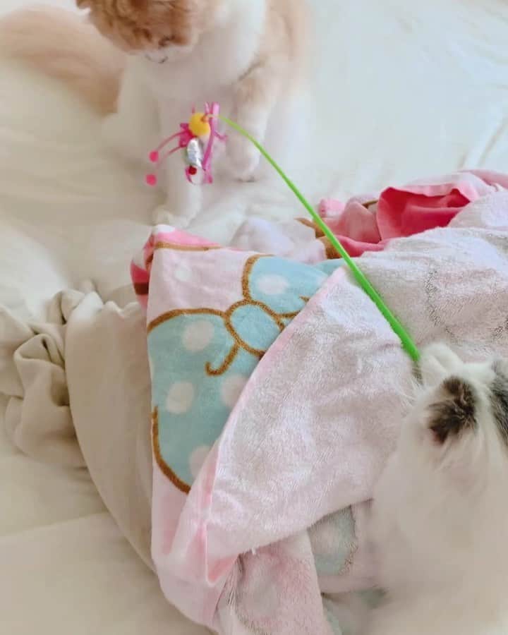 のんたのインスタグラム：「今朝のガールズ♡仲良しで嬉しい まるでぱんちゃんが釣りをしてて ぼーちゃんが釣れたみたい🎣 ・ #scottishfold #catstagram_japan #catsofinstagram #cats_of_instagram#catoftheday #purr #ilovemycat #bestmeow #catlover #cutecat #kittensofinstagram #cute #スコティッシュフォールド#スコティッシュフォールドロングヘア #sisters#cutie#mygirls」