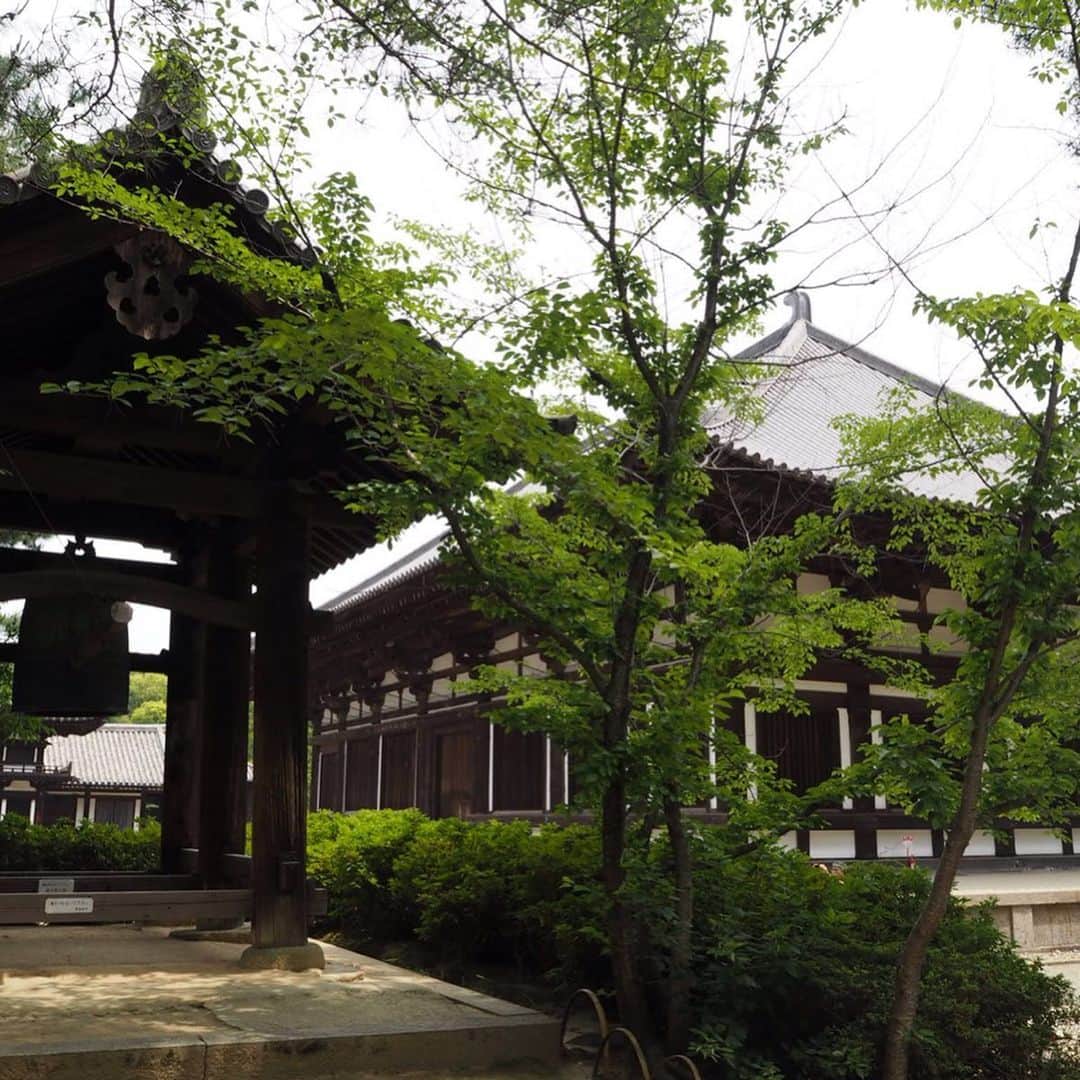 テレ朝newsさんのインスタグラム写真 - (テレ朝newsInstagram)「唐からの高僧鑑真が建立したお寺に中国ゆかりのものも多くて、歴史を感じます。緑いっぱいの中、静かな時間が流れていました。 ゴーちゃん。もすっかり癒されました。 . . #おでかけゴーちゃん。#テレビ朝日 #テレ朝 #news #六本木 #東京 #japan #follow #テレビ #テレビが好きな人と繋がりたい #写真 #写真好きな人と繋がりたい #photography #nofilter #ゴーちゃん #ごーちゃん #panda #おでかけ #fun #travel #奈良 #唐招提寺 #Nara #緑」6月18日 20時23分 - tv_asahi_news