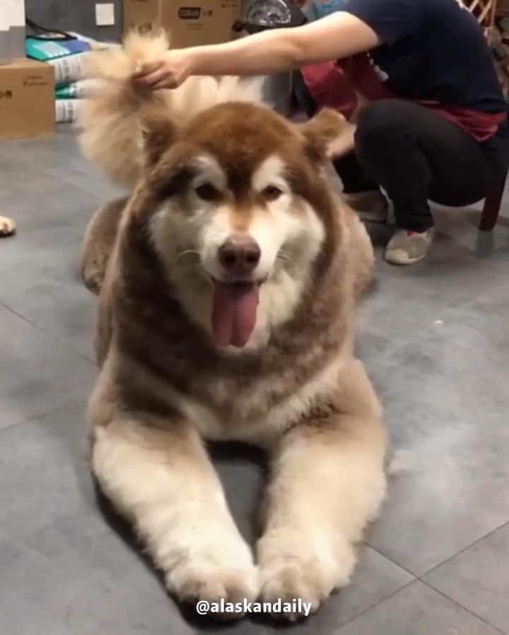husky and malamuteのインスタグラム：「Actually, I am still a baby.🤣🤣 follow @alaskandaily （Twitter：alaskandaily）for more cute pic and video.😜 ……………………………………………………………… Each video was approved by the original author. But  don't have a Instagram account. We are first one post those video. So watermark credit @alaskandaily ……………………………………………………………… #alaskan#malamute#alaskanmalamute#alaskanhusky#malamutesofinstagram#puppylife#puppylove#puppydog#puppylover#dogdays#malamutepuppy#huskies#huskeypuppy#huskeiesreq#siberian#huskeiesofig#dogslife#dogsofnyc#cutedog#cutedogs#huskeypics#huskeylovers#huskygram#huskeylove#huskiesofinstagram#dogsofnyc#husky#狗」