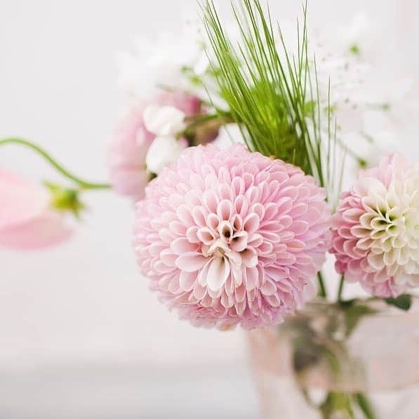 Bloomee LIFEさんのインスタグラム写真 - (Bloomee LIFEInstagram)「・ お気に入りのカラーで作る、自分だけの空間🌸 ・ ピンクのお花に合わせた、ピンクの花瓶。 お気に入りのカラーで作った空間を眺めて リラックスの一時を… ・ Special Thanks Photo by⠀⠀ @unu525 ・ --- #まいにちローズ 🌹---⠀ タイムラインにバラを咲かせて、まいにち当たるミニブーケをもらおう！⠀ ・⠀ 知っていますか？6月2日はローズの日💓⠀ ローズの日は、自然の恵みに感謝を示す、海外のバラ祭りが元になった記念日です。⠀ 日本でも、バラが美しく咲くこの季節。⠀ たくさんの人にお花の素晴らしさを伝えたい。⠀ ・⠀ バラの画像を投稿して、Instagramのタイムラインに咲かせることで、⠀ お花の魅力を一緒に広めてみませんか？⠀ ・⠀ 詳しくは下記 or プロフィールトップのハイライトをチェック👌⠀ ↓↓↓⠀ ■プレゼント：#まいにちローズ で投稿した人の中から抽選で【まいにち1人にバラのミニブーケ】が当たる✨⠀ ■参加方法：⠀ ①@bloomeelife をフォロー⠀ ②欲しい色のバラ画像を用意(キャンペーン公式ページで誰でも使えるオフィシャル画像を配布中)⠀ ③#まいにちローズ #bloomeelife を付けて投稿 ・⠀ 当選者の方にはbloomee LIFE 公式アカウントよりDMにてご連絡させていただきます💌⠀ ・⠀ #bloomeelife#ブルーミーライフ#花のある生活#花好きな人と繋がりたい#おうち時間#花部#花写真#花が好き#花を飾る#暮らしを楽しむ#日々の暮らし#丁寧な暮らし#日々#お花のある暮らし#ナチュラル#素敵な休日#暮らしを整える#くらしのきほん#日々の暮らしを楽しむ#丁寧に暮らす#カフェ巡り#コーヒー好き#カフェ好き#リノベーション#シンプルインテリア#シンプルな暮らし#ホワイトインテリア#ミニブーケ#フラワーベース」6月18日 20時35分 - bloomee