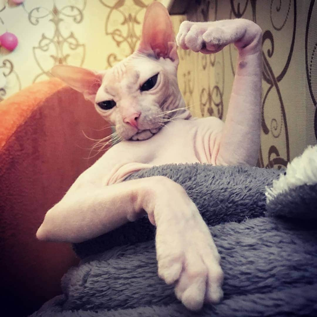 CatStockerさんのインスタグラム写真 - (CatStockerInstagram)「Hello! #catstocker is here!  Follow our FURRriend @zamshevytapochek  Scroll right for more pictures 👉 . . . . . . #cat #neko #mačka #chat #kočka #котка #kotek #kot #кіт #mače #кошка #кот #katze #gato #gatto #kissa #kattunge #猫 #고양이 #貓 #kedi #köttur #kissanpentu #חתול #кішка #kedicik #кошеня #gattino #子猫」6月18日 20時40分 - catstocker