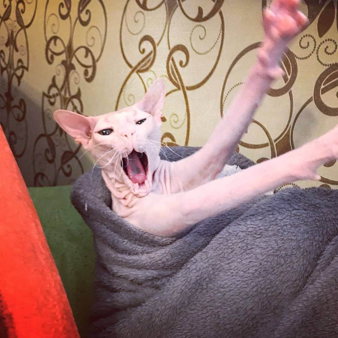 CatStockerのインスタグラム：「Hello! #catstocker is here!  Follow our FURRriend @zamshevytapochek  Scroll right for more pictures 👉 . . . . . . #cat #neko #mačka #chat #kočka #котка #kotek #kot #кіт #mače #кошка #кот #katze #gato #gatto #kissa #kattunge #猫 #고양이 #貓 #kedi #köttur #kissanpentu #חתול #кішка #kedicik #кошеня #gattino #子猫」