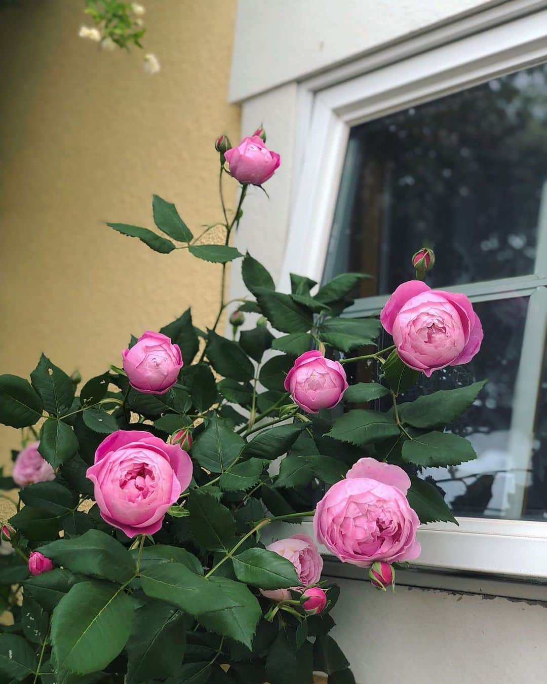 のインスタグラム：「ちょっと前に撮ったおうちのバラ🌹💕﻿ ﻿ 本当に美しくてかわいい😌✨﻿ ママはほんとにお花を育てるのが上手❤️❤️﻿ ﻿ 1年中お庭にキレイな花が咲いています🌷💐🌼﻿ ﻿ ﻿ ﻿ ﻿ 今日、すんんんごく暗い気持ちになる重い韓国映画を観てしまい…😱💦バカみたいに笑える映画を探してます🥺❗️❗️✨﻿ 福田雄一監督系みたいな三谷幸喜さん的な！少林サッカーみたいな！﻿ すごく笑える映画知ってたら教えて下さい🐶✨﻿ (下品さのないやつでお願いしますww)﻿ ﻿ とりあえず今は、ジムキャリーのイエスマン を身始めました☺️💓✨よさそう💕💕﻿ ﻿ ﻿ ﻿ ﻿ ﻿ #バラ#ばら #花#ガーデニング#flower#instaflower#rose#englishrose」
