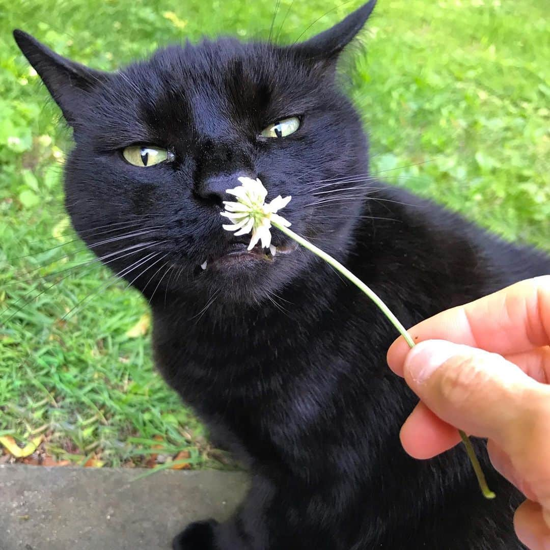 セルジオさんのインスタグラム写真 - (セルジオInstagram)「When it’s Taco Tuesday, but you’re on a diet because #summerbodyinprogress 🥬🌱🌿 . . #sweetbean #beaniebaby #catdiet #blackcats #catsofig #rescuecats #blackcatsofinstagram #igcats #igkitty #catslife #boop #cutecats #teefies #happycats #happycatclub #spoiledcat #myfurbaby #mykidshavepaws #catmom #catmomlife #bean #catsofinsta #ellenratemycat #teefouttuesday #catonaleash #catsonleashes #catexplorer」6月18日 20時45分 - monkandbean