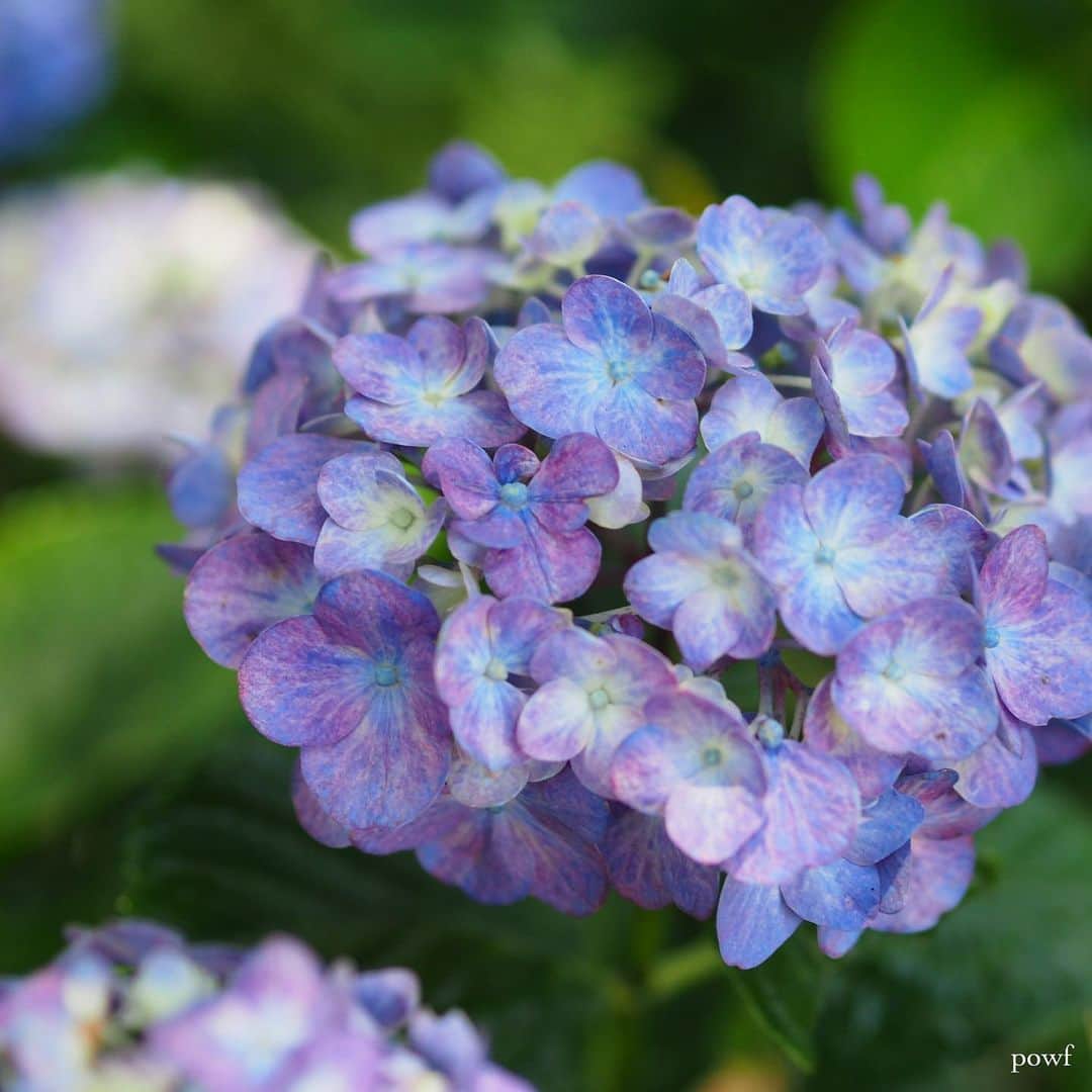 anemone_69のインスタグラム：「. #hydrangea #アジサイ #あじさい #紫陽花」
