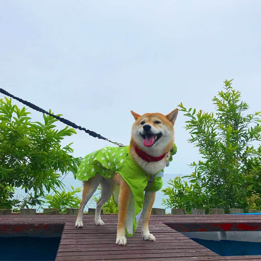 柴犬ハル&保護犬すずのインスタグラム