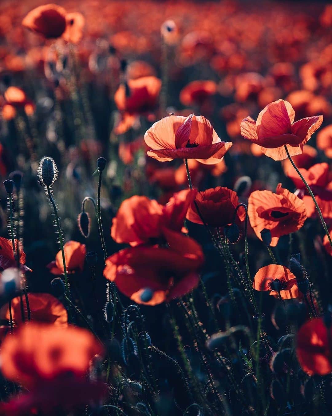 Our Food Storiesさんのインスタグラム写真 - (Our Food StoriesInstagram)「One of the things we love most about summer are these beautiful poppy fields 🥰  See more photos on the blog, link is in profile ✨ #ourfoodstories_countryside  _____ #gardenista #poppyflower #poppies #gardeninspo #gardenlife #countrysideviews #countrysidelife #countrysideliving #mohnfeld #bloooms #blossoms #flowering」6月18日 21時18分 - _foodstories_