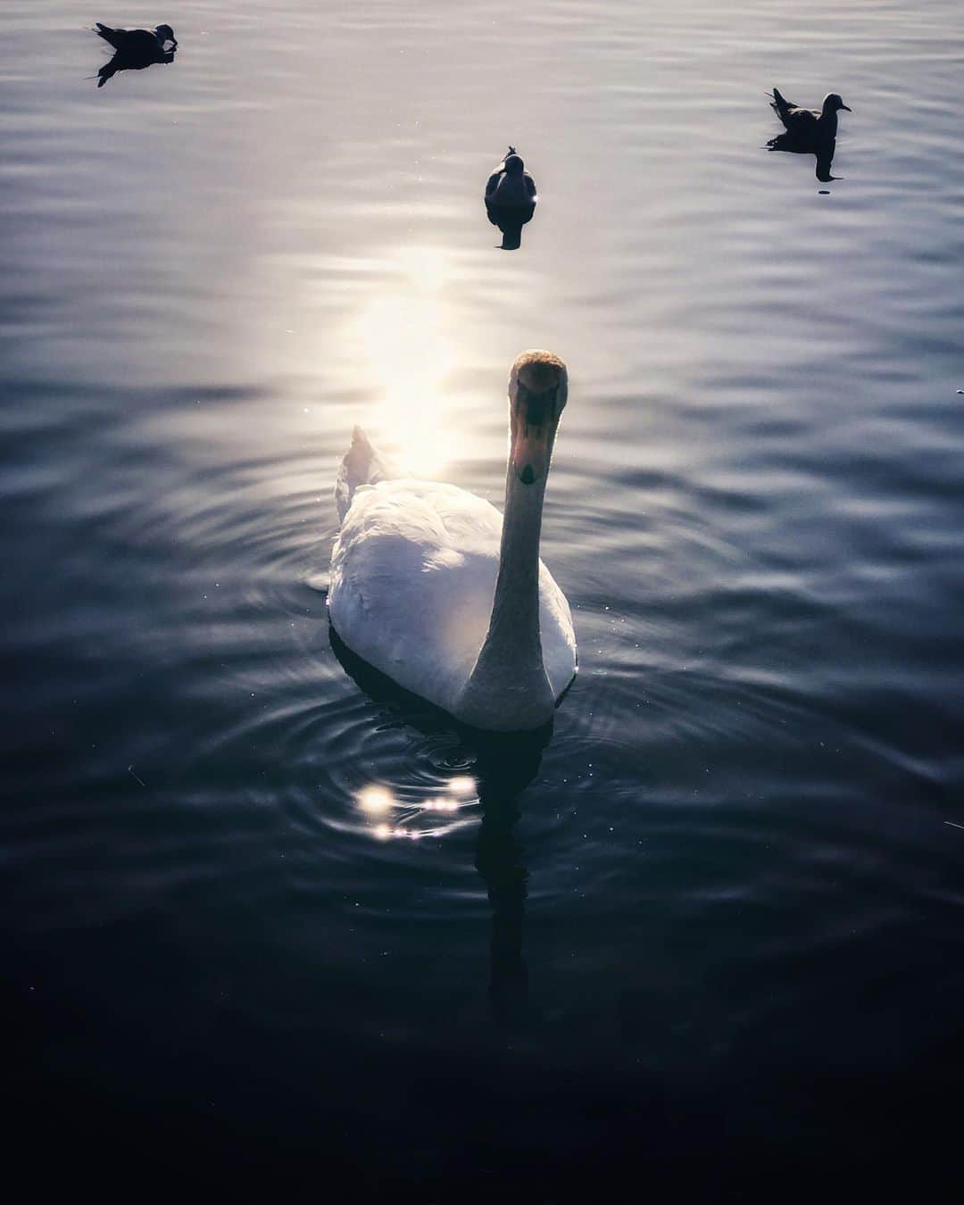 ima_ju / Jun Iのインスタグラム：「. . Moody Swan . . ::」
