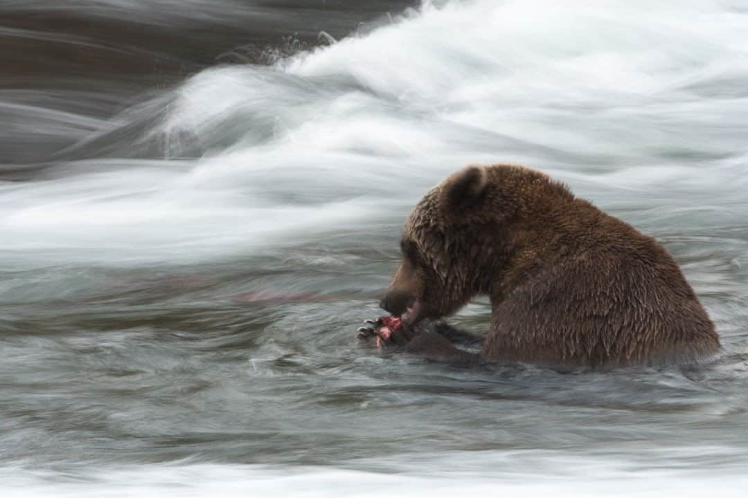 National Geographic Travelさんのインスタグラム写真 - (National Geographic TravelInstagram)「Photo by @kiliiiyuyan | An Alaskan brown bear chows on sockeye salmon downstream from the well-known Brooks Falls in Katmai National Park. During the salmon season, the bears are partially aquatic, spending much of their time with their faces underwater, searching for salmon. Follow me, @kiliiiiyuyan, for more from Alaska and the North. #katmai #bear #Alaska」6月18日 22時00分 - natgeotravel