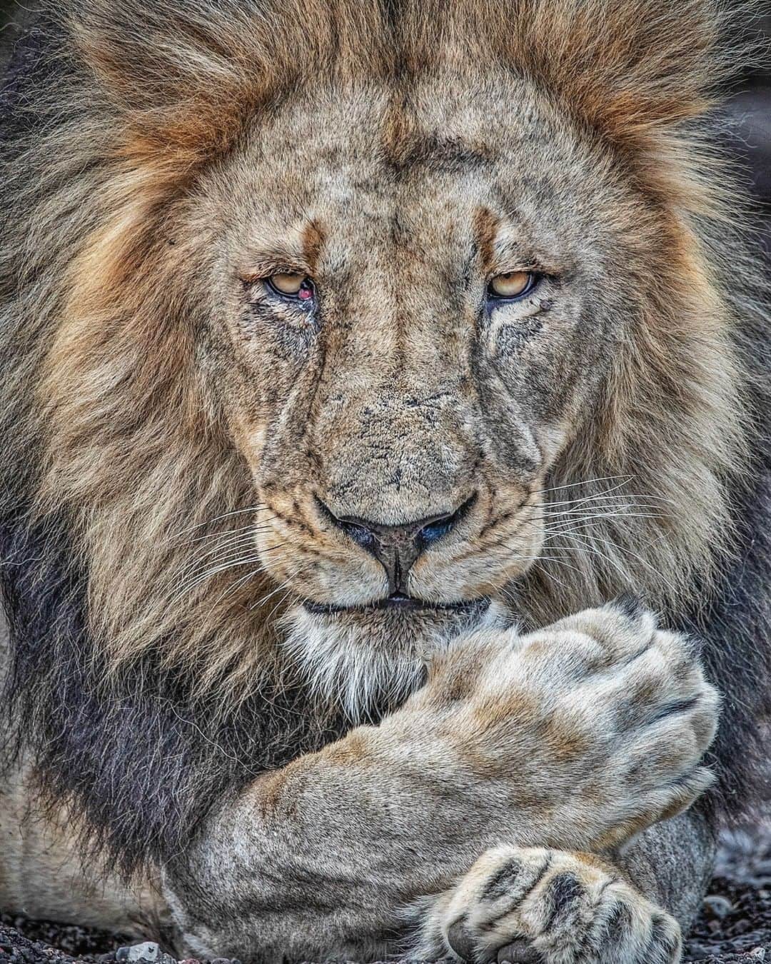 Sigma Corp Of America（シグマ）さんのインスタグラム写真 - (Sigma Corp Of America（シグマ）Instagram)「While traveling in Africa @idubephotosafaris took this incredible image with the SIGMA 60-600mm F4.5-6.3 DG OS HSM Sports lens. . . . @sigmaphoto #sigmaphoto #sigma60600mmsports #africa #wildlifephotography #TelephotoTuesday」6月18日 22時00分 - sigmaphoto
