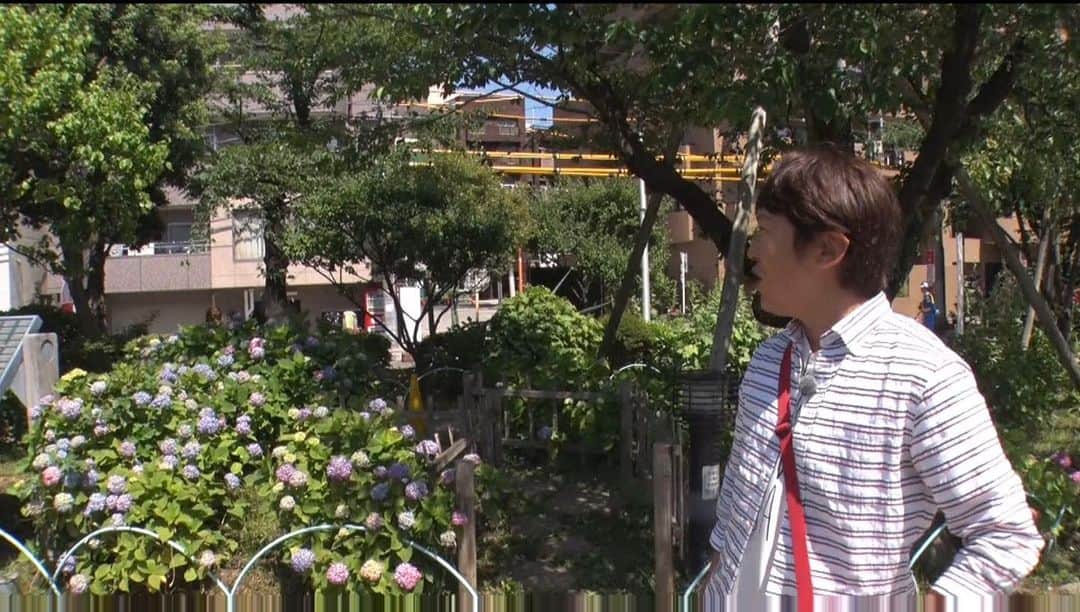 テレビ東京「朝の！さんぽ道」のインスタグラム：「こんにちは。 スタッフ１号です。 今週は「紫陽花が綺麗な街さんぽ」 出演は金子貴俊さん。 定番の鎌倉や都内の名所を散策します。 お楽しみ！！ #朝のさんぽ道 #テレビ東京 #金子貴俊 #鎌倉 #浅草 #文京区白山 #朝のさんぽ道は毎朝7時35分から」