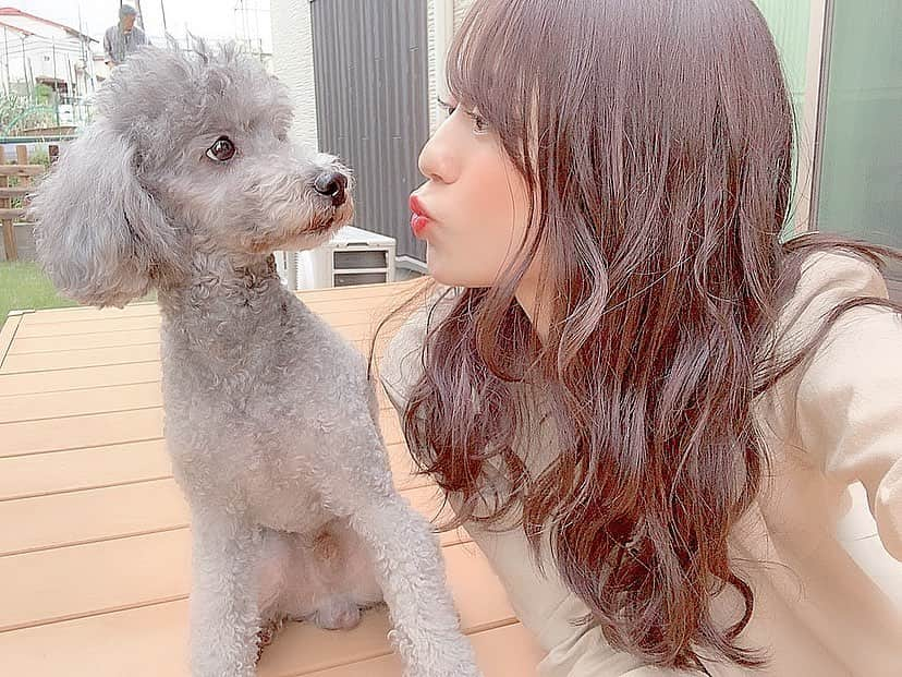 井手口瑞歩さんのインスタグラム写真 - (井手口瑞歩Instagram)「🐩 私のちゅーそんな嫌がらんでもいいたい😀 最近いっちょん言うこと聞かんじじすけくん✌︎ . #今日のじじくん #じじすたぐらむ #じじ #愛犬  #トイプードル #プードル #男の子 #シルバー  #シルバープードル #かわいい #可愛い #カワイイ  #kawaii #dog #lovemydog #dogstagram #love  #cute #toypoodle #toypoodlegram  #instafood #instalike #instadaily」6月18日 22時25分 - mizuho.04