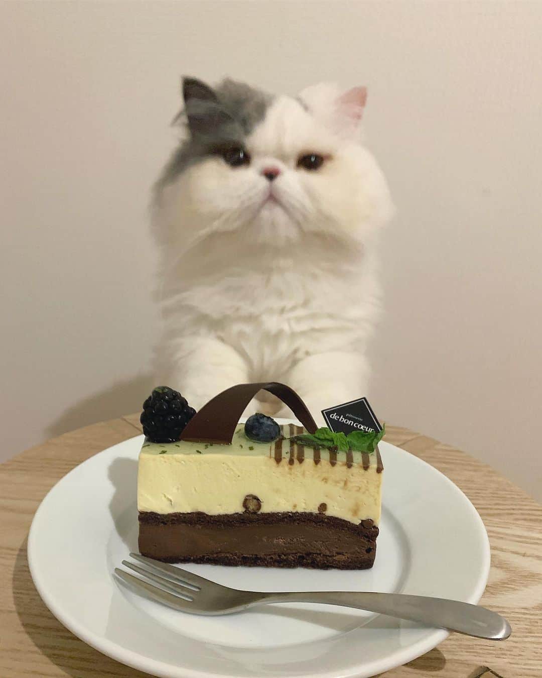 chiitarou_97のインスタグラム：「. メインはママの お誕生日ケーキなので、 わざとブレてうつりました。（キリッ） . ミントショコラ🌱だって。 あまくてさわやかな においがするにゃ♪ . . 2019.6.18」
