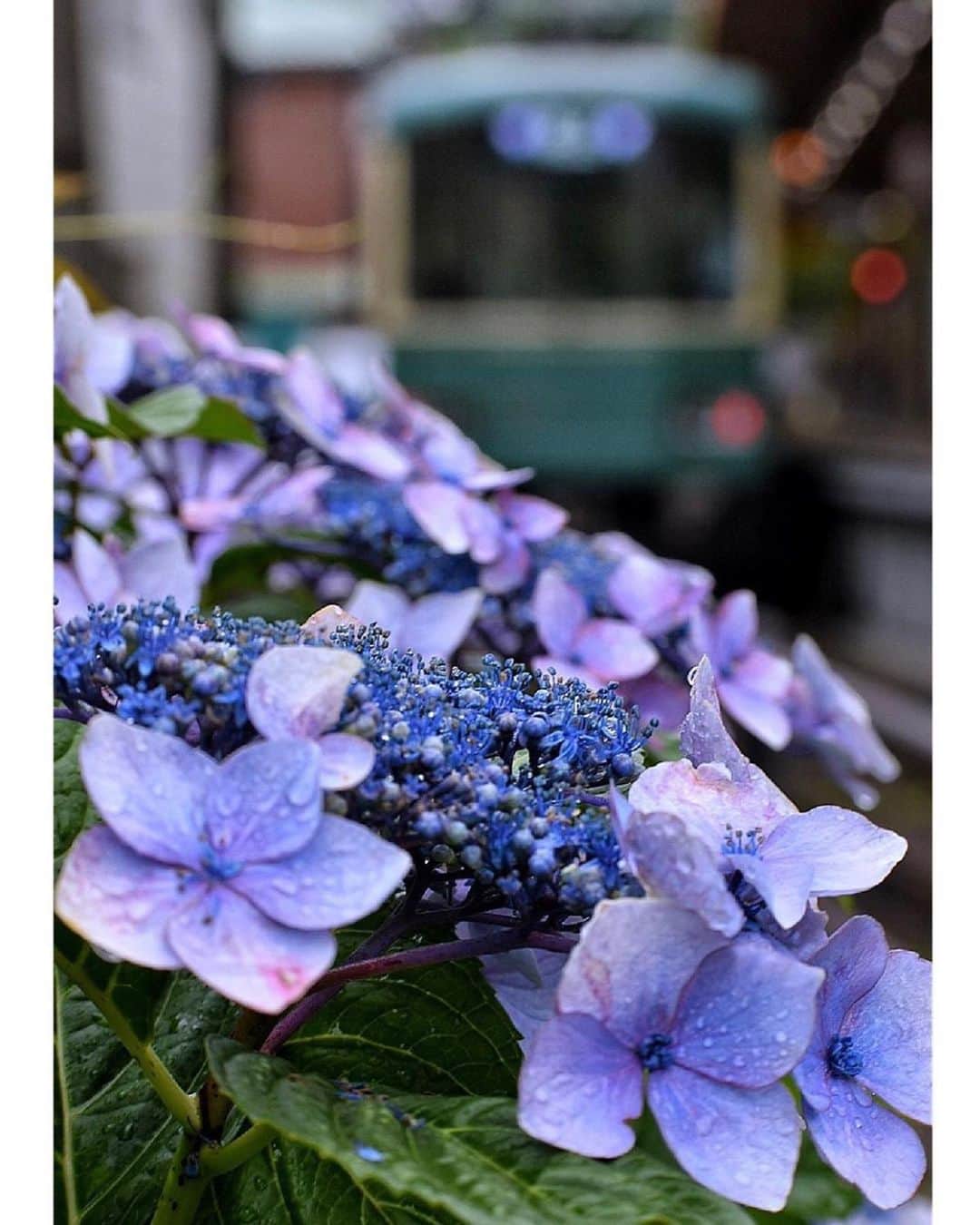 はなまっぷ❁日本の花風景さんのインスタグラム写真 - (はなまっぷ❁日本の花風景Instagram)「💠☔️はなまっぷの紫陽花まつり☔️💠 * @ha_ya_too_ さんの 紫陽花に花まるを💮 * 梅雨を彩る素敵な紫陽花をありがとうございます😊💠 * 神奈川  #鎌倉  #江ノ電 Kamanura, Kanagawa Pref. * 💠アジサイの花言葉💠 家族団らん、仲良し * ☔️•••💠•••🌈•••🐸•••🌈•••💠•••☔️ * 💠紫陽花まつり概要💠 * 期間:〜6/30頃まで * タグ:#はなまっぷ イベント用タグはありません * #はなまっぷ  のタグの中から、紫陽花のお写真をどんどんご紹介させていただきます。期間中はランダムに、複数枚投稿でもご紹介させていただく場合がございます。 * #紫陽花#アジサイ#あじさい#日本#梅雨#花 * ☔️•••💠•••🌈•••🐌•••🌈•••💠•••☔️ *」6月18日 23時10分 - hanamap