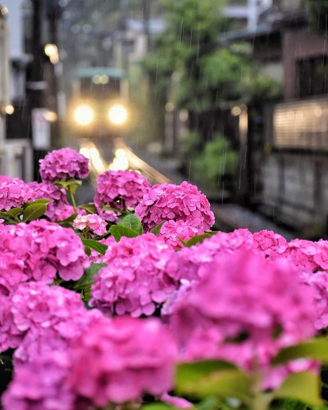 はなまっぷ❁日本の花風景さんのインスタグラム写真 - (はなまっぷ❁日本の花風景Instagram)「💠☔️はなまっぷの紫陽花まつり☔️💠 * @ha_ya_too_ さんの 紫陽花に花まるを💮 * 梅雨を彩る素敵な紫陽花をありがとうございます😊💠 * 神奈川  #鎌倉  #江ノ電 Kamanura, Kanagawa Pref. * 💠アジサイの花言葉💠 家族団らん、仲良し * ☔️•••💠•••🌈•••🐸•••🌈•••💠•••☔️ * 💠紫陽花まつり概要💠 * 期間:〜6/30頃まで * タグ:#はなまっぷ イベント用タグはありません * #はなまっぷ  のタグの中から、紫陽花のお写真をどんどんご紹介させていただきます。期間中はランダムに、複数枚投稿でもご紹介させていただく場合がございます。 * #紫陽花#アジサイ#あじさい#日本#梅雨#花 * ☔️•••💠•••🌈•••🐌•••🌈•••💠•••☔️ *」6月18日 23時10分 - hanamap