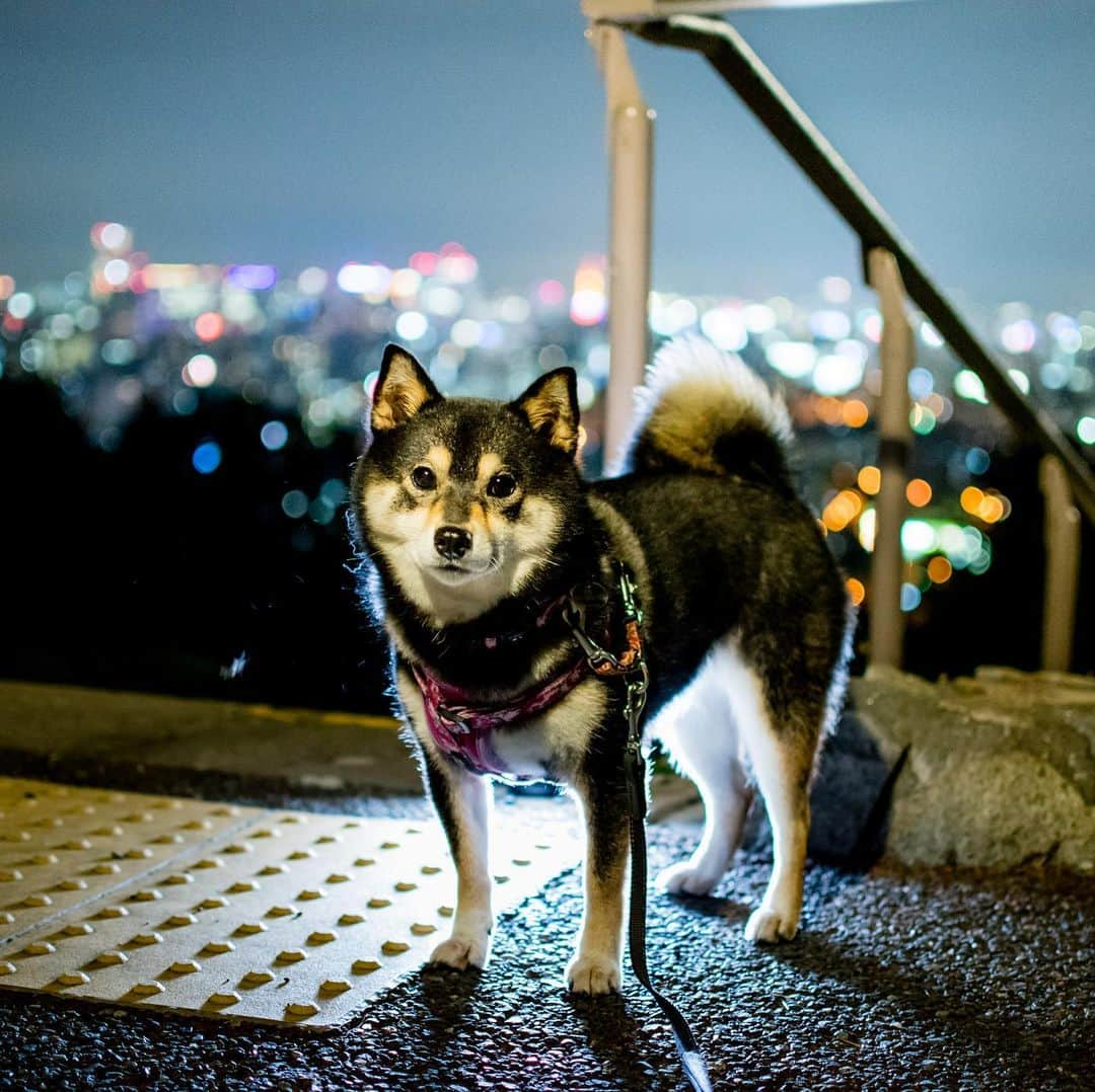 吾子さんのインスタグラム写真 - (吾子Instagram)「・ 皆わん地震大丈夫ですか🐶❓ ・ 余震に気をつけてください ・ There was a big earthquake in Japan earlier ・ ・ ・ ・ #落下物にご注意を #寝床の周りは大丈夫ですか❓ #安全確保を ・ 北海道の柴犬 #柴北会 の皆ワン🐶💕くん活頑張ろう🐶👍🏻💕 ・ #adorable #instadog#shibainu#dog#instagramjapan#instashiba#kuroshiba #kuroshiba#socute #cutedog#いぬのきもち #黒柴 #dogstagram#sapporo」6月18日 23時08分 - acoshiba